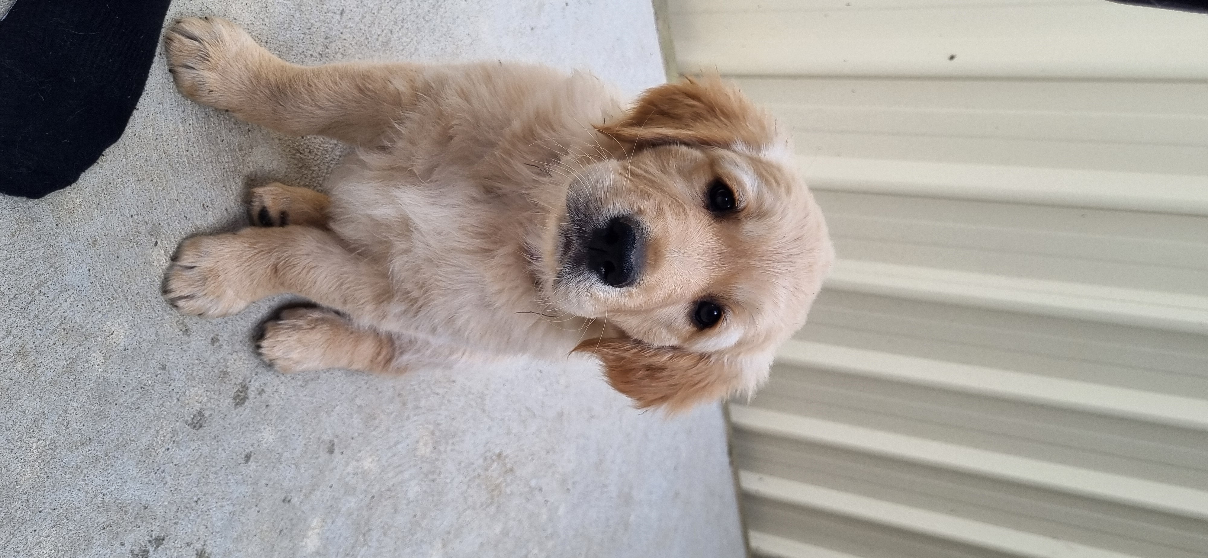 Golden Retriever – Kilmore