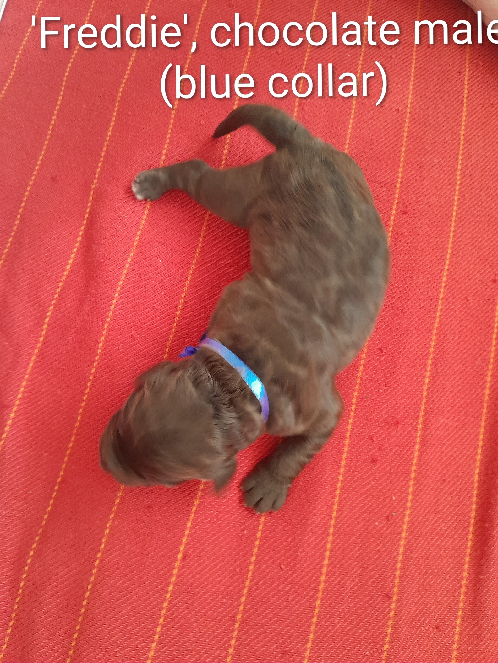 Labradoodle – Forrestfield