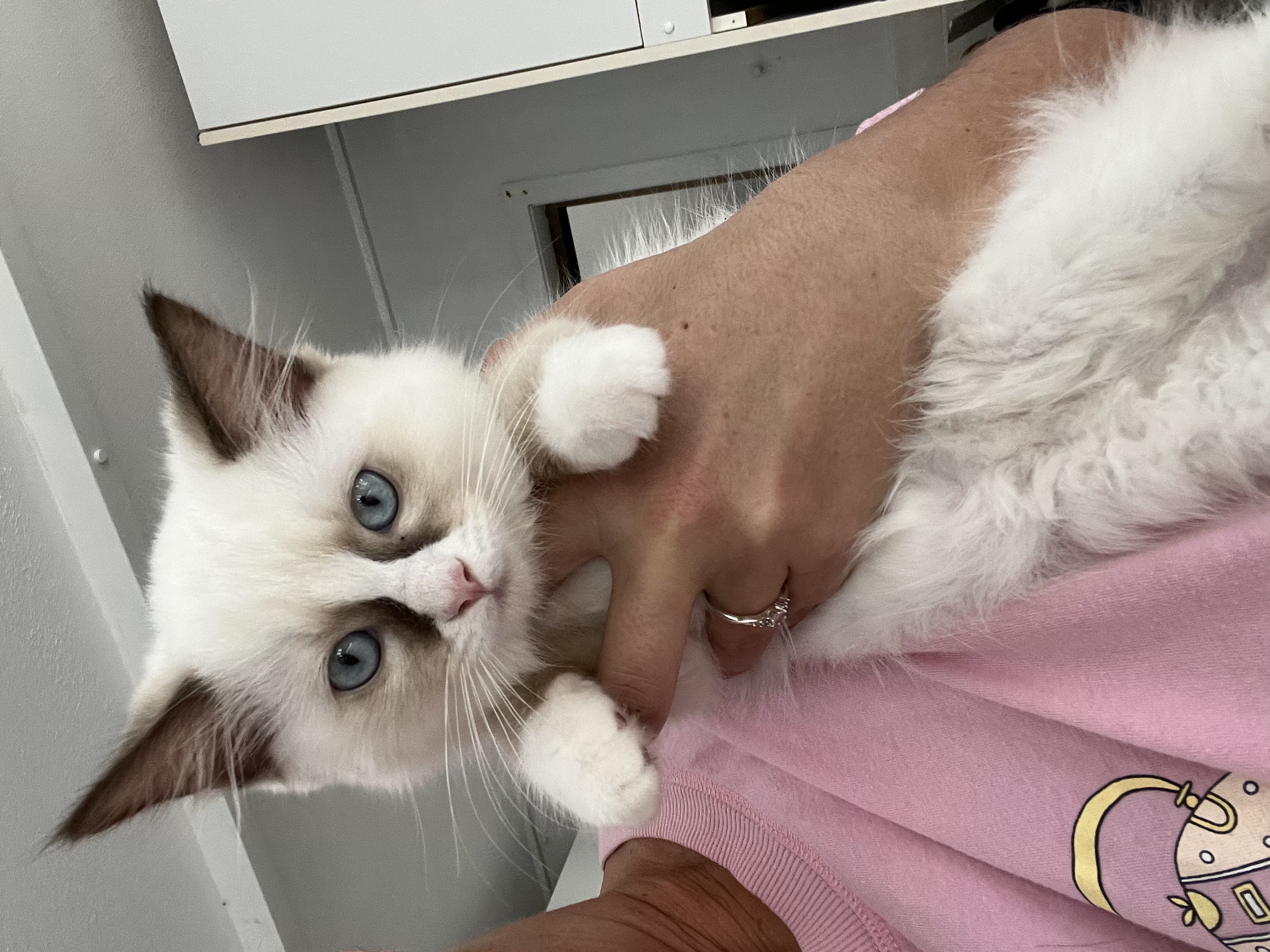 Ragdoll – Banksia Beach