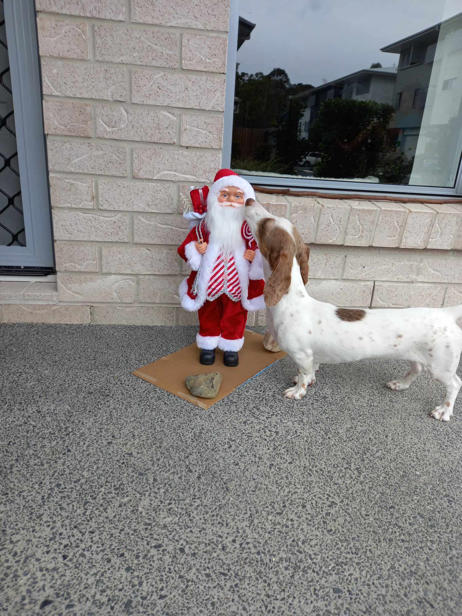 Miniature Dachshund – Murrumba Downs