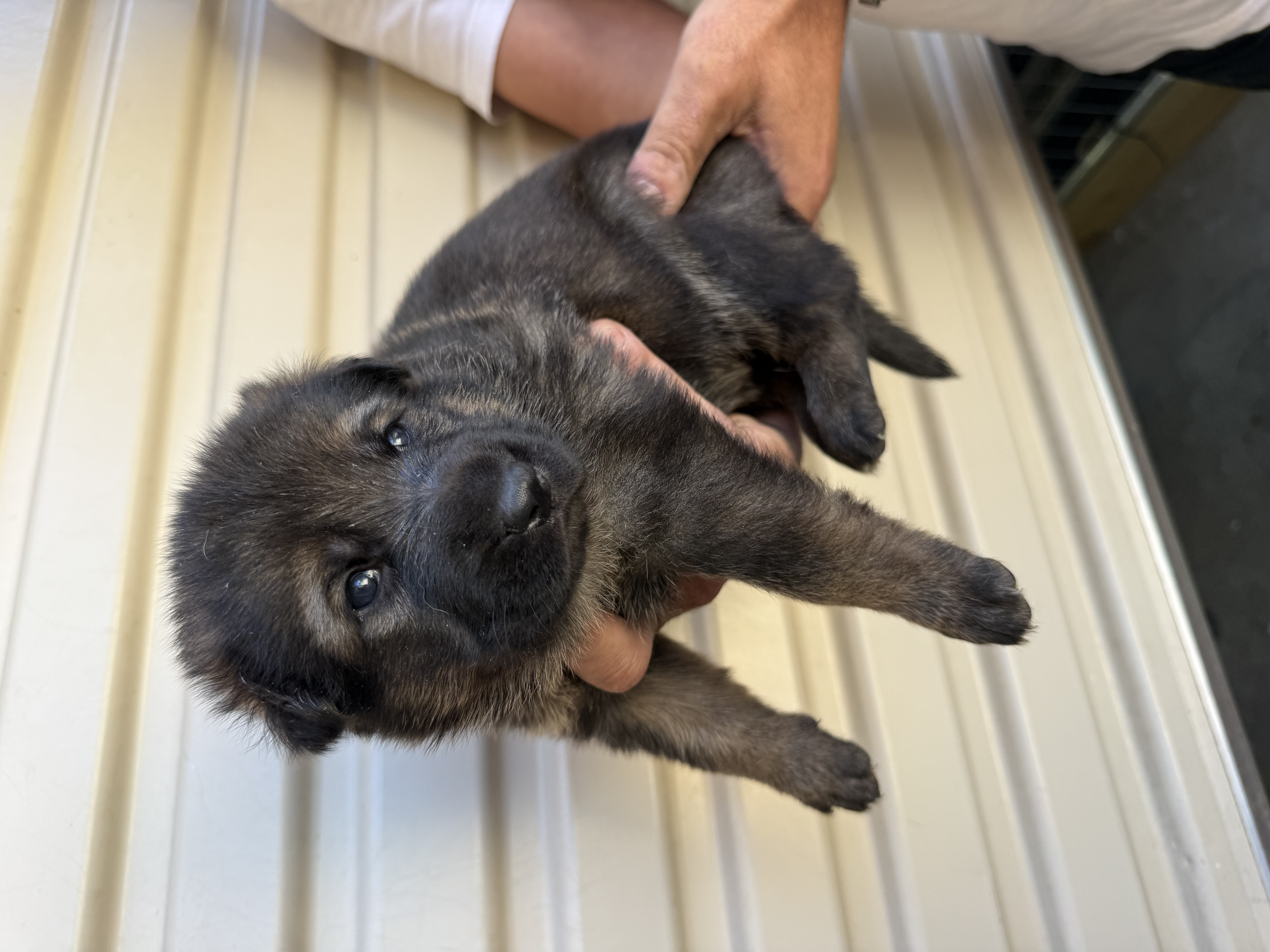 German Shepherd – Taylors Hill