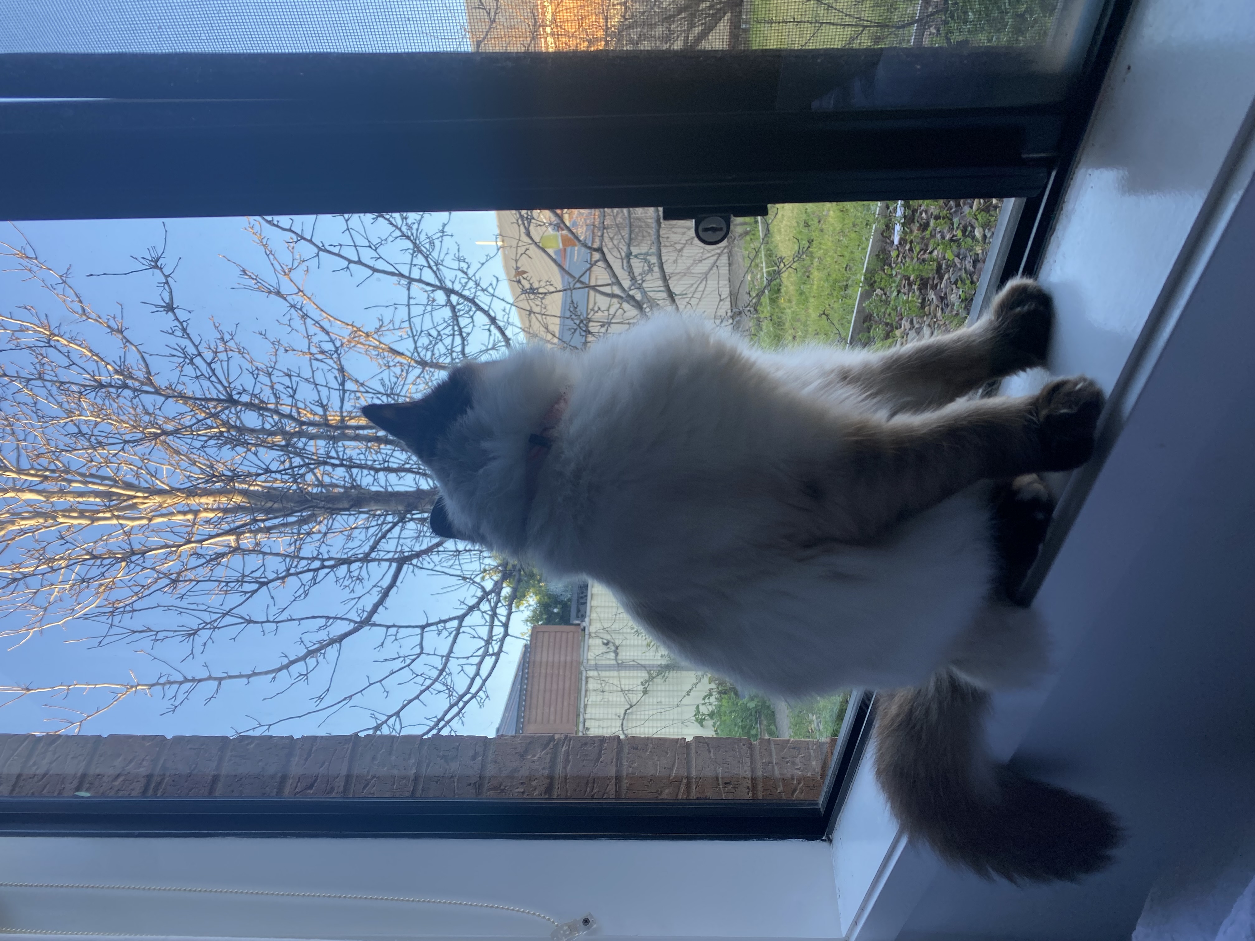 Ragdoll – Taylors Hill