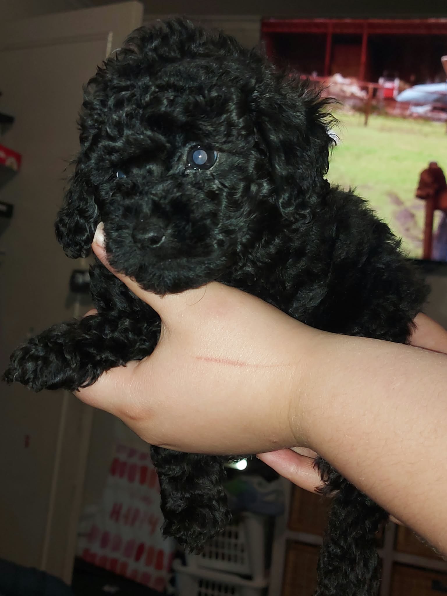 Toy Poodle – Bega