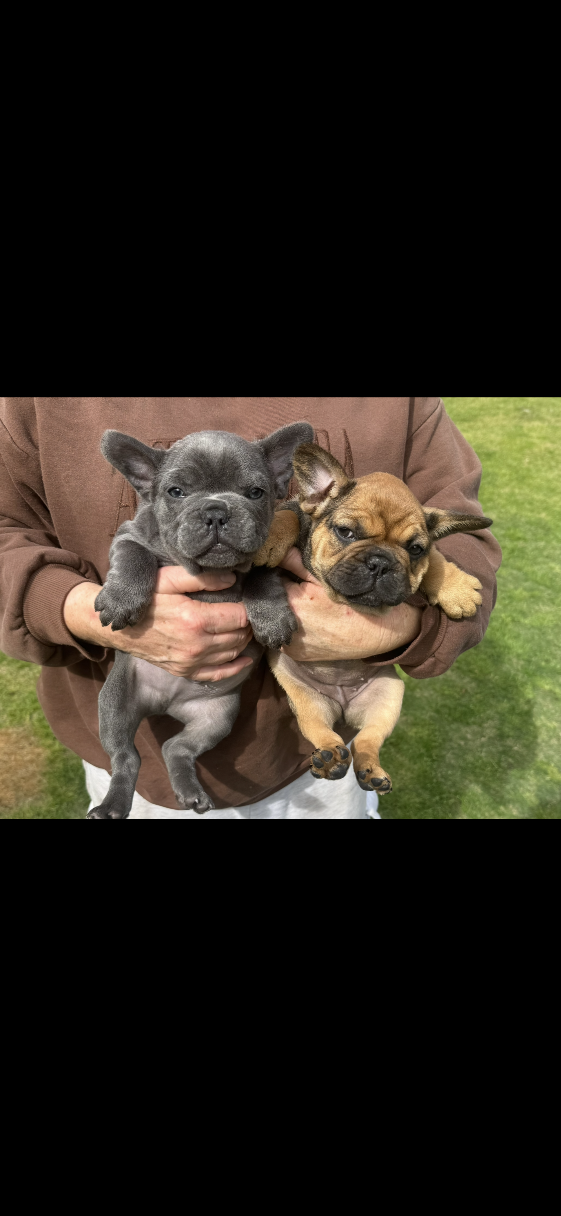 French Bulldog – Chittering