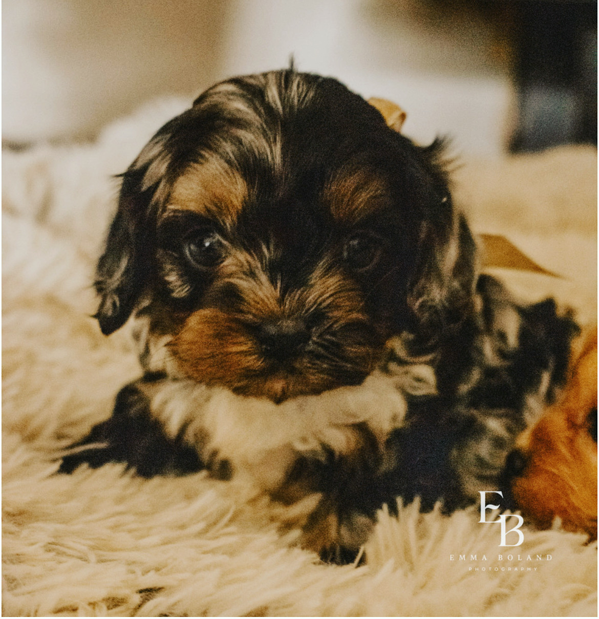 Kayley Woods-Pendergast