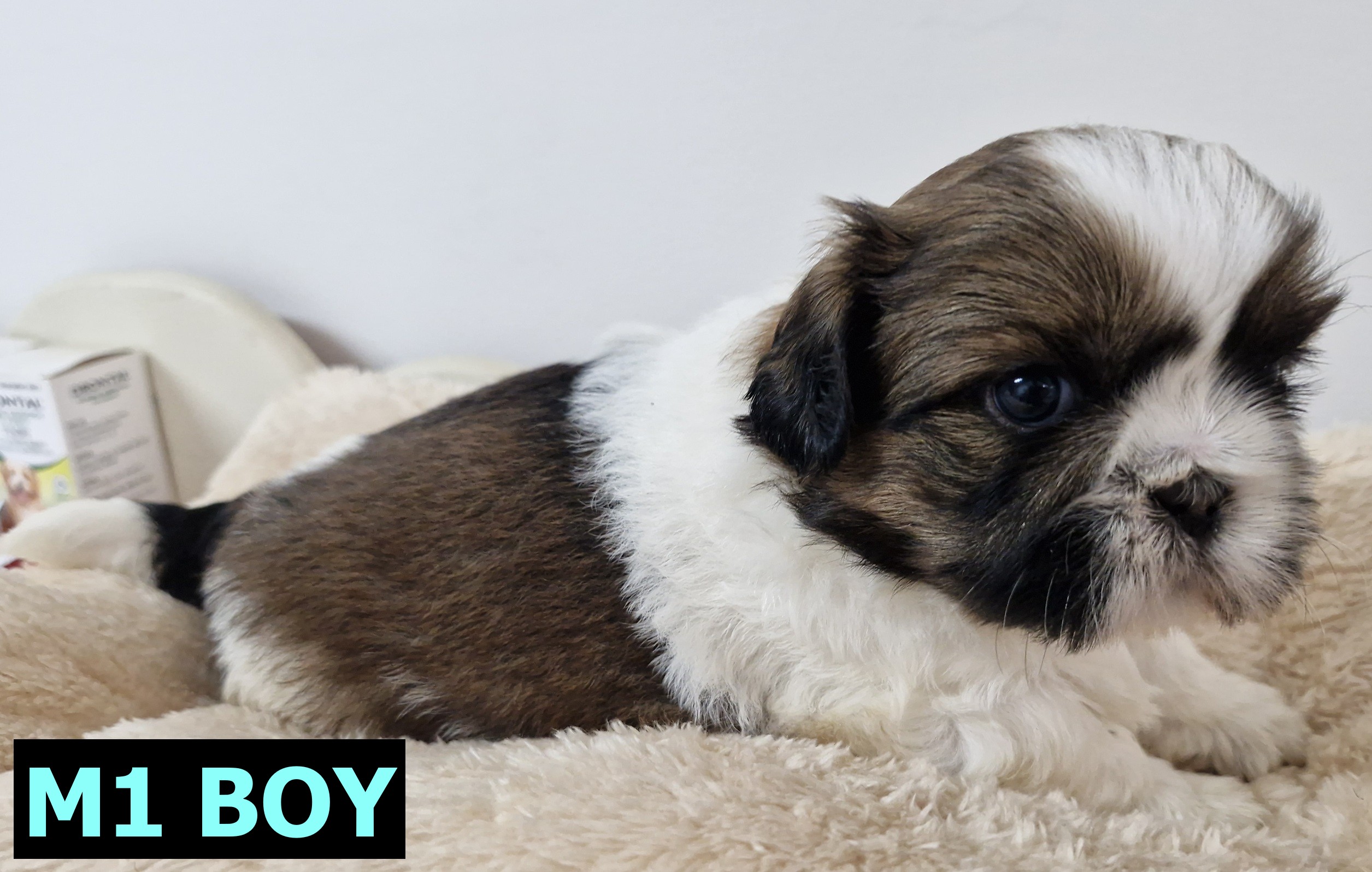 Shih Tzu – Bellmere