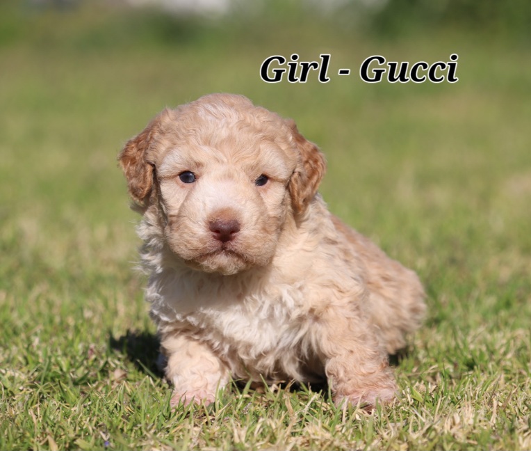 Lagotto Romagnolo – Tamworth