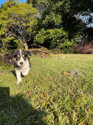 Bearded Collie – Rochedale South
