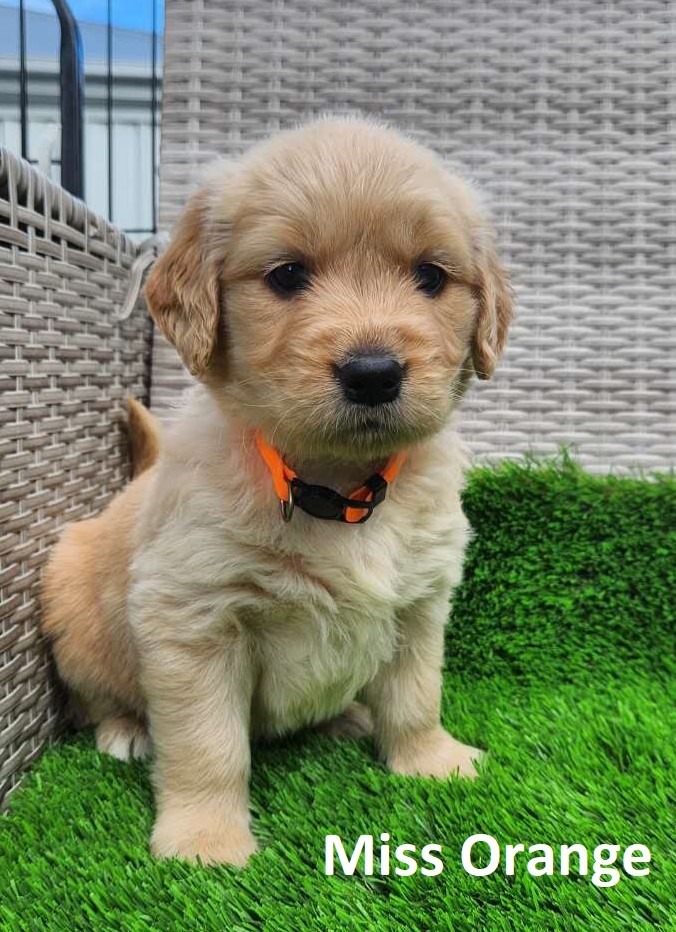 Golden Retriever - Brisbane - PetsForHomes