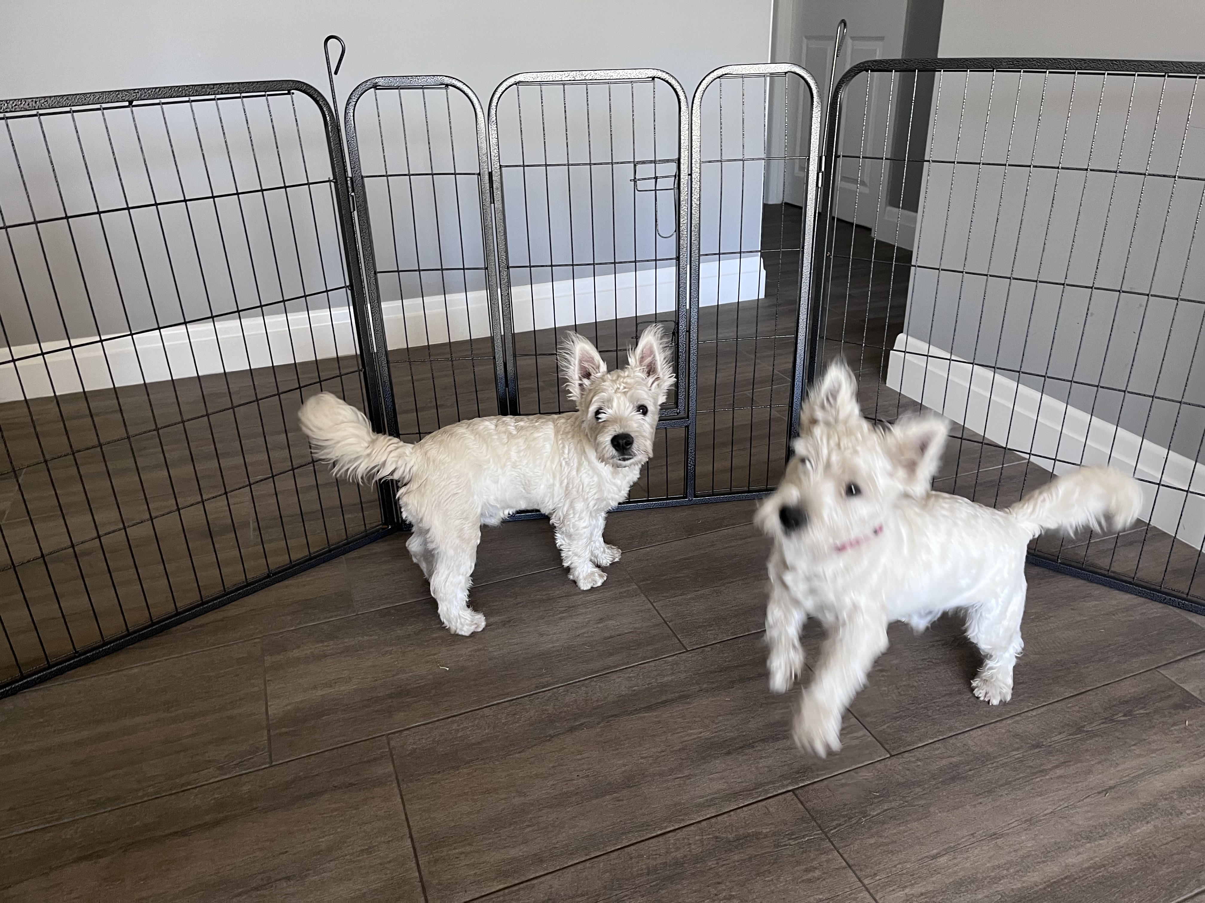 West Highland Terrier – Woodford