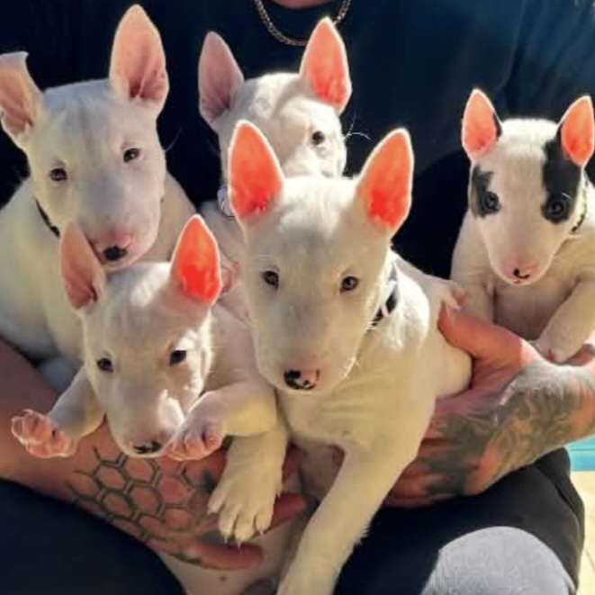 English Bull Terrier – BoganBullz