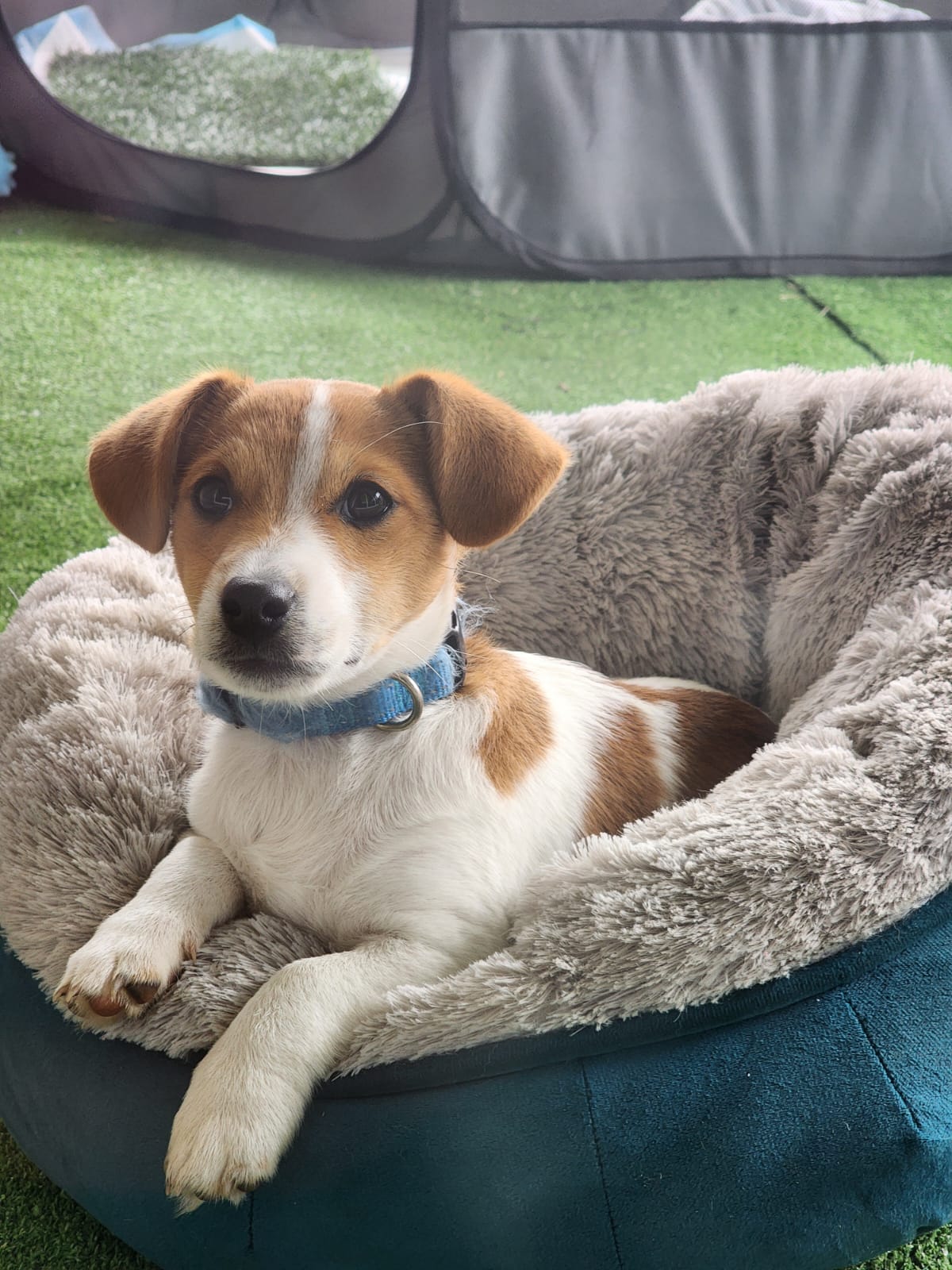 Jack Russell – Logan Reserve