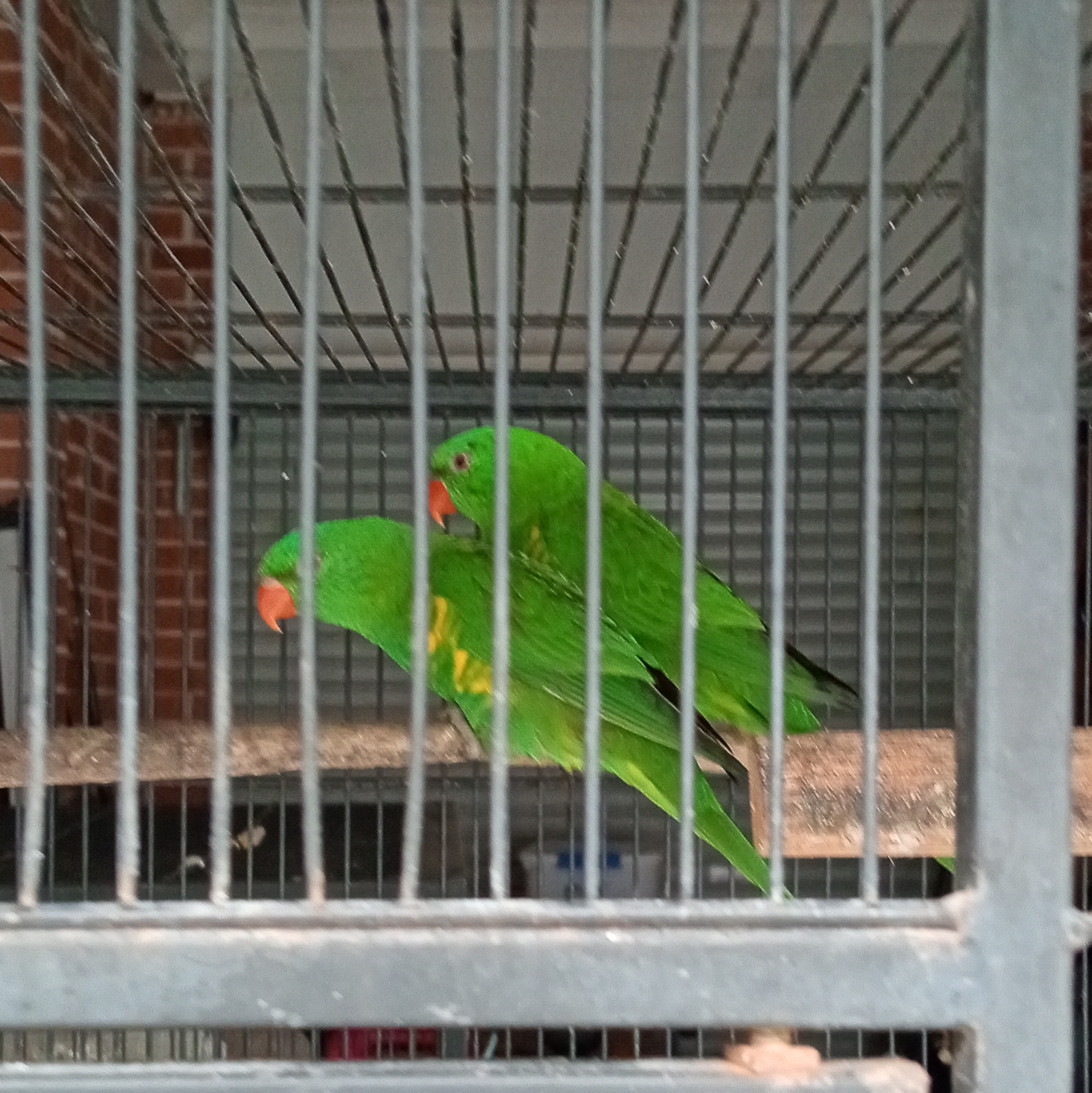 Lorikeet – Tacoma