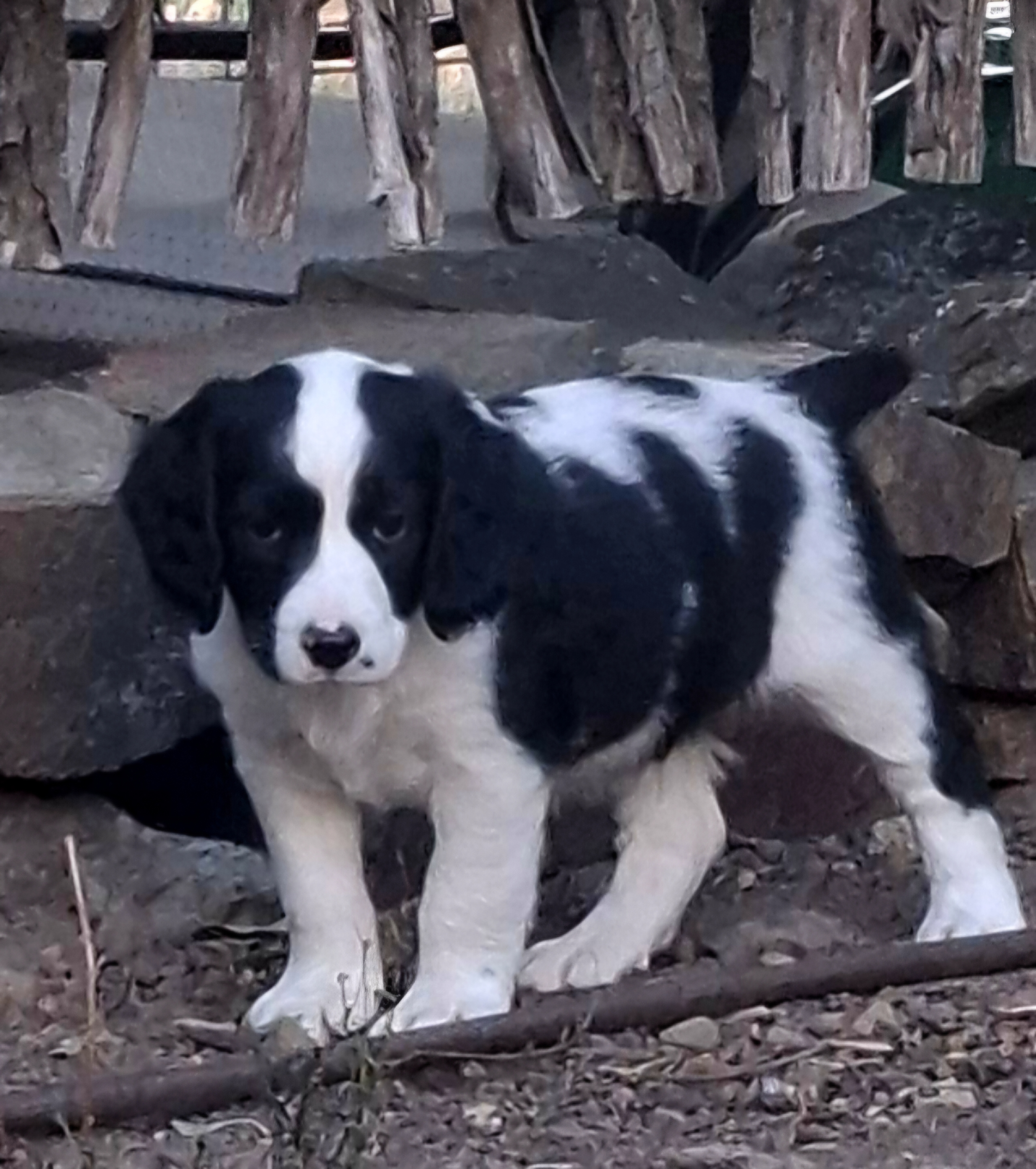 Border Collie – Baynton