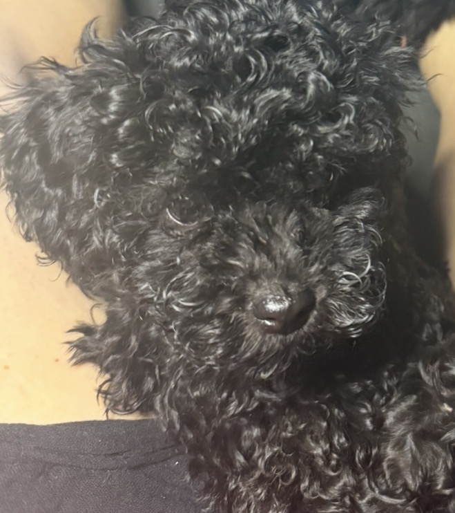 Cavoodle – Rowville