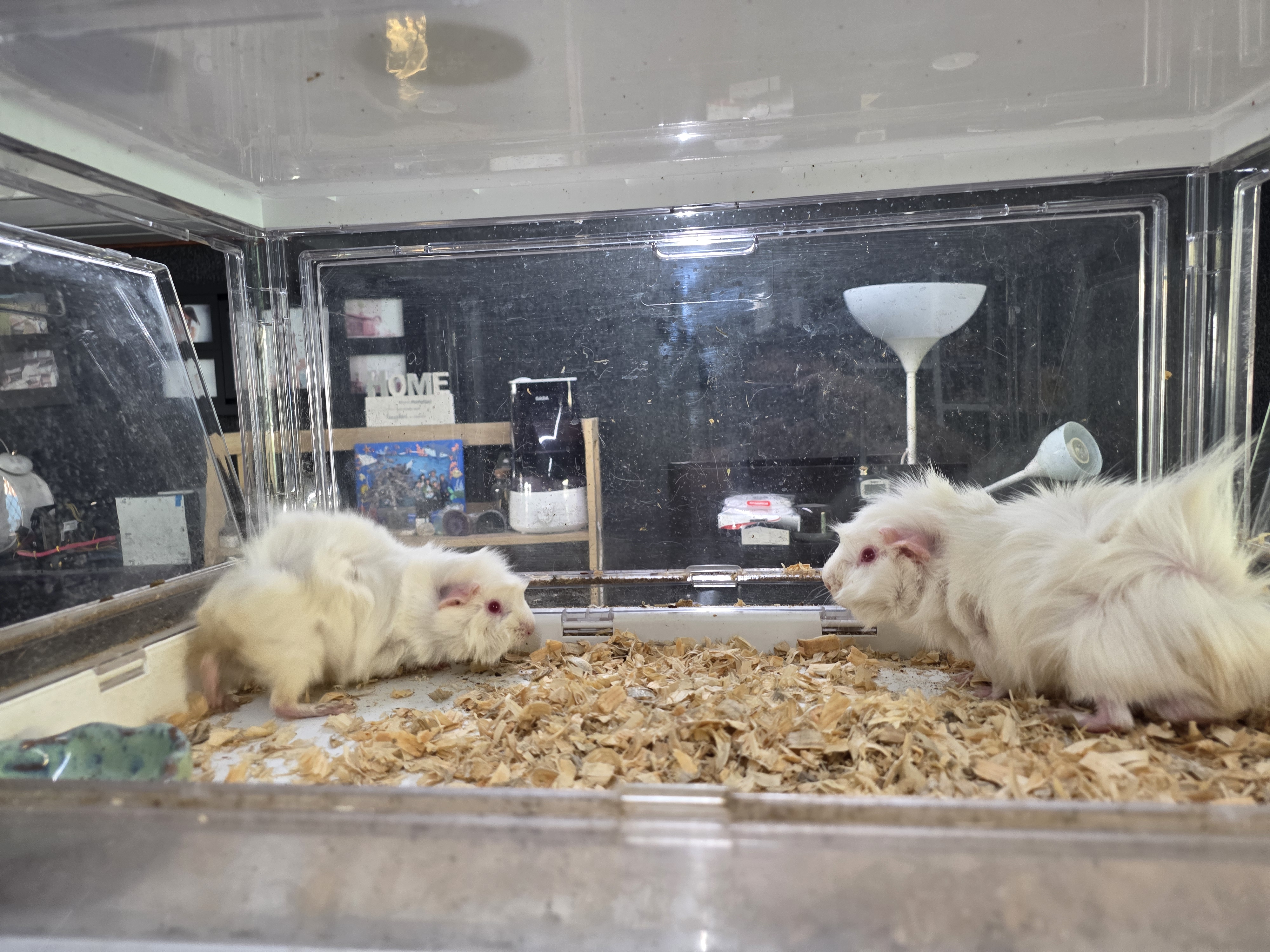 Guinea Pig – Parramatta Park