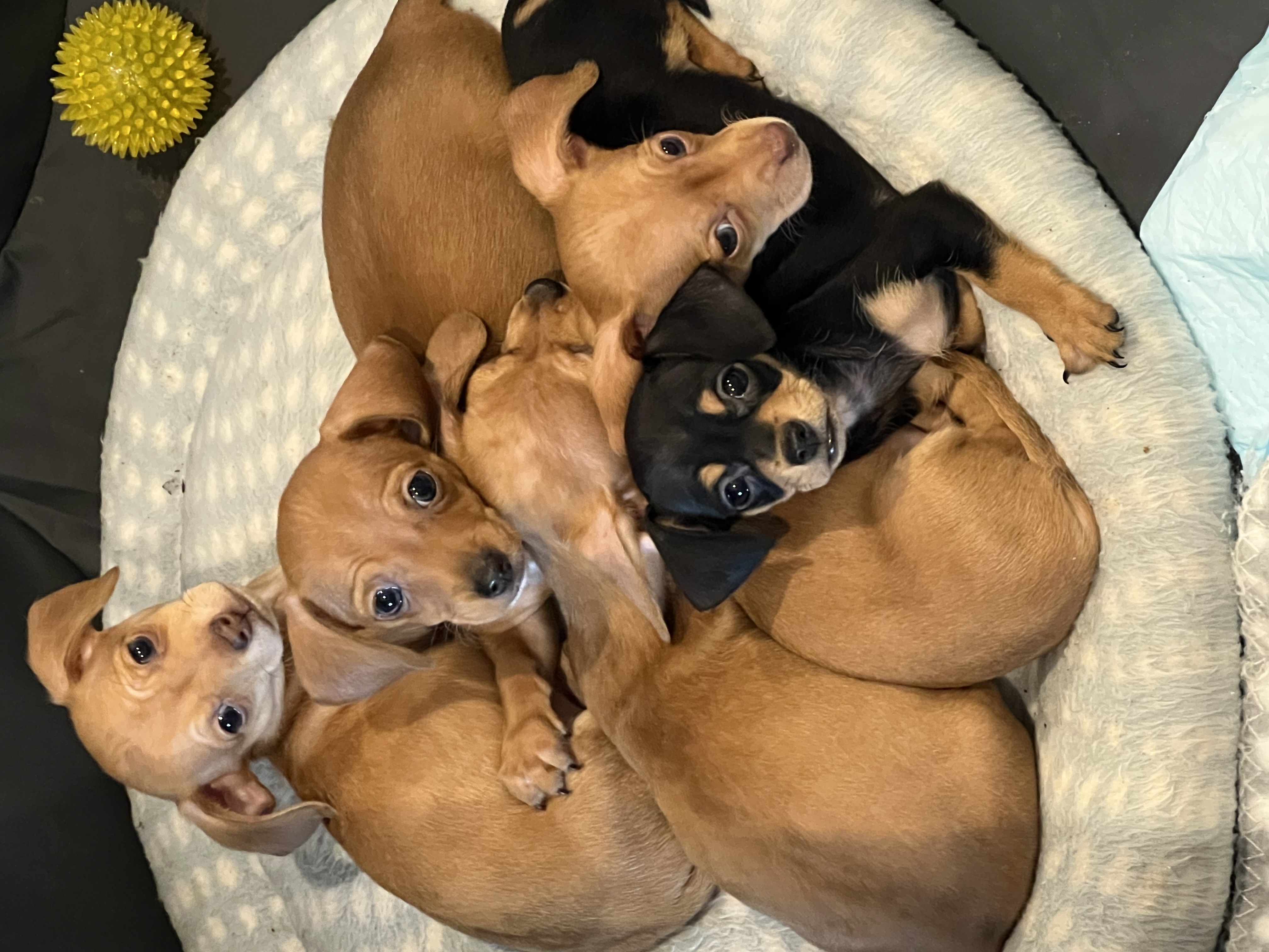 Dachshund – Anthony Styliadis