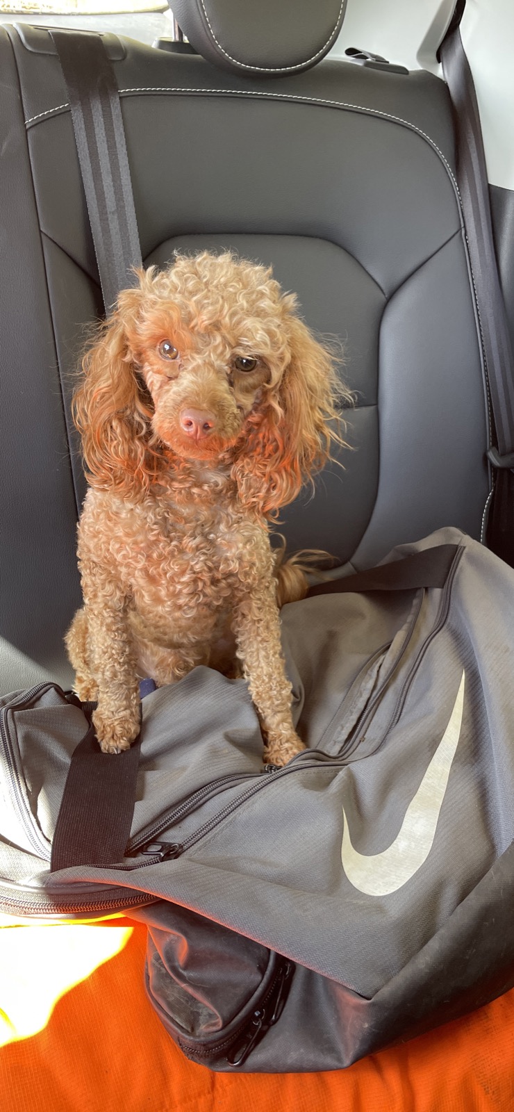 Toy Poodle puppies for sale
