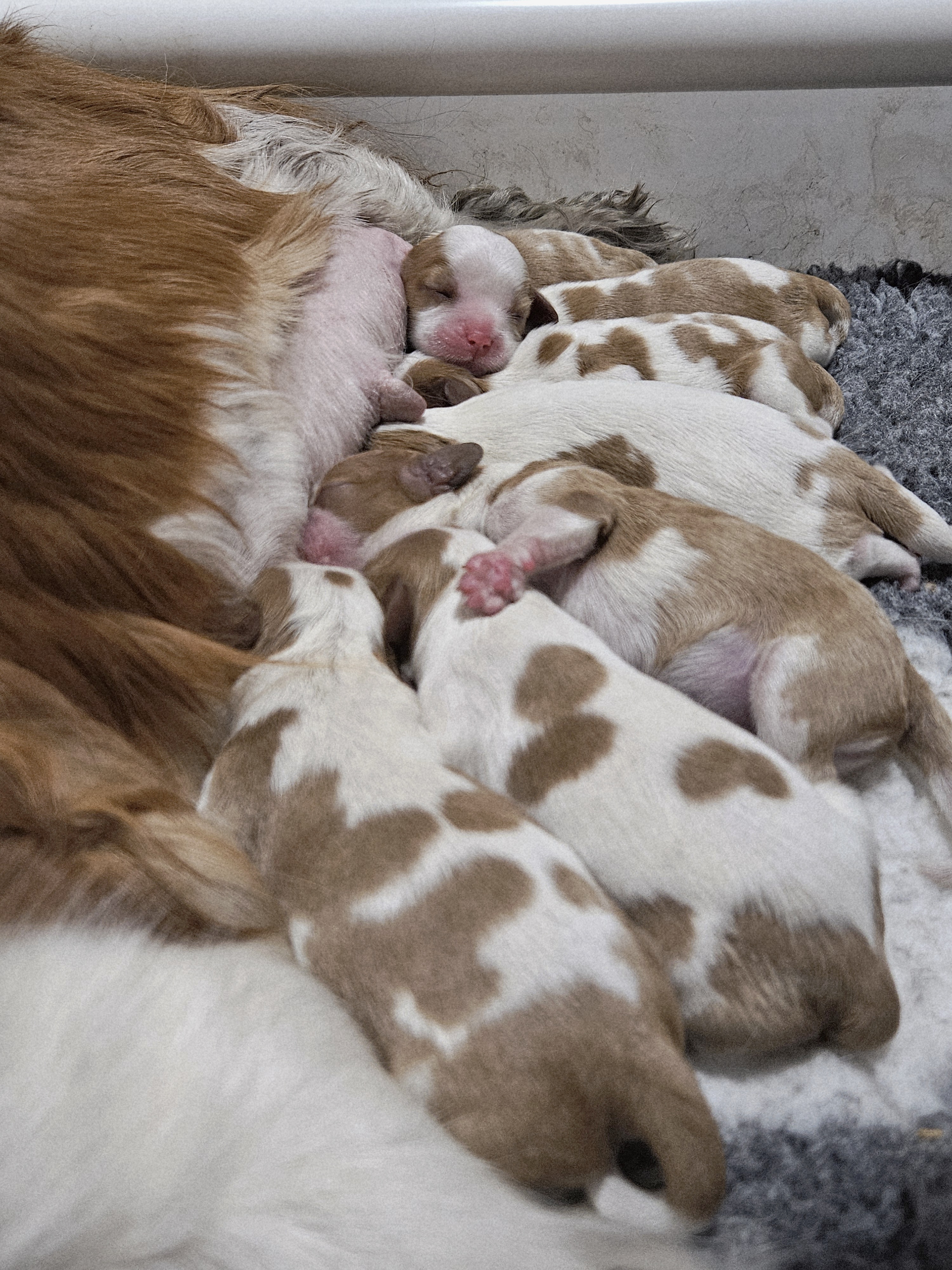 Cavalier King Charles Spaniel – Narrikup