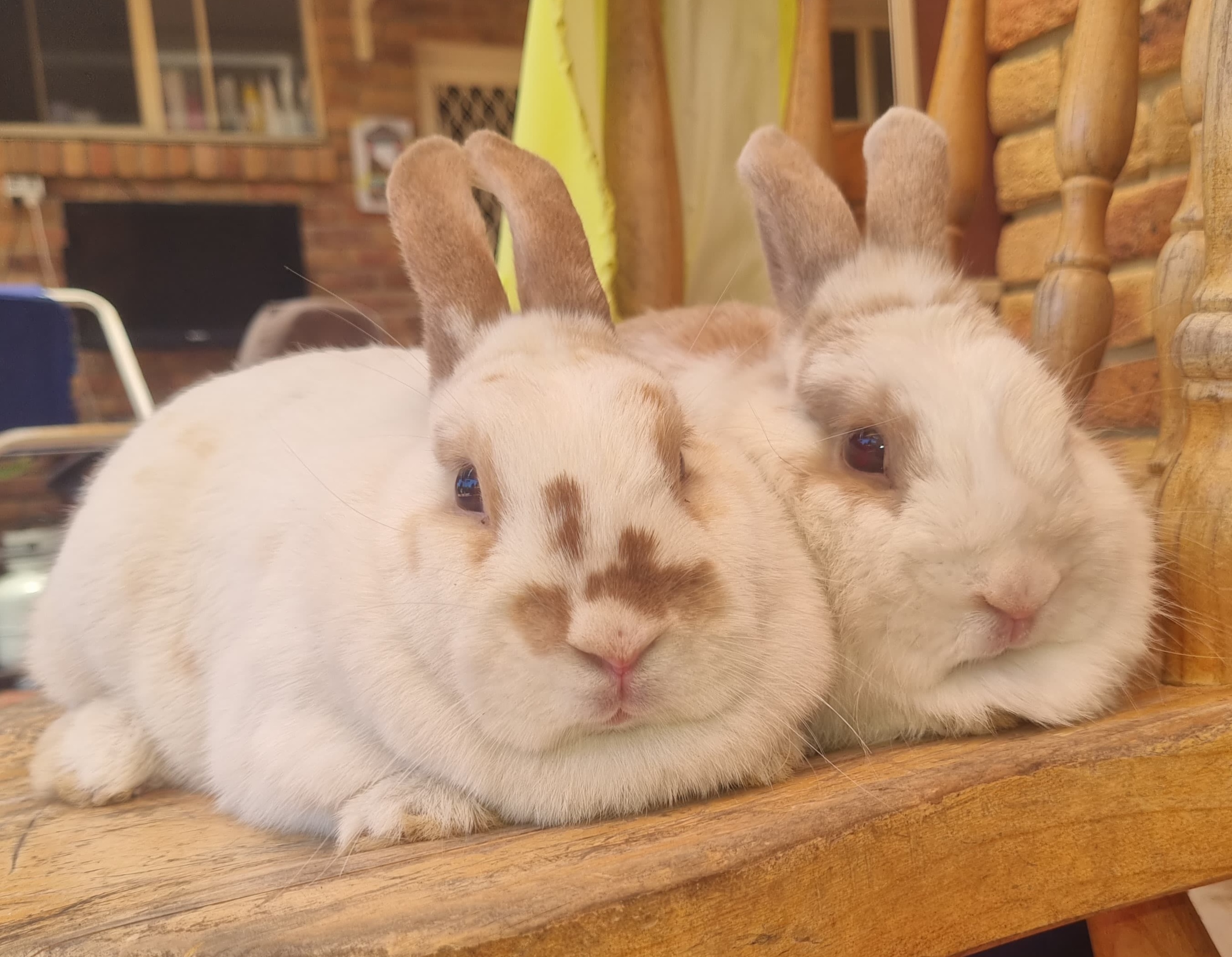 Rabbit – Gosford