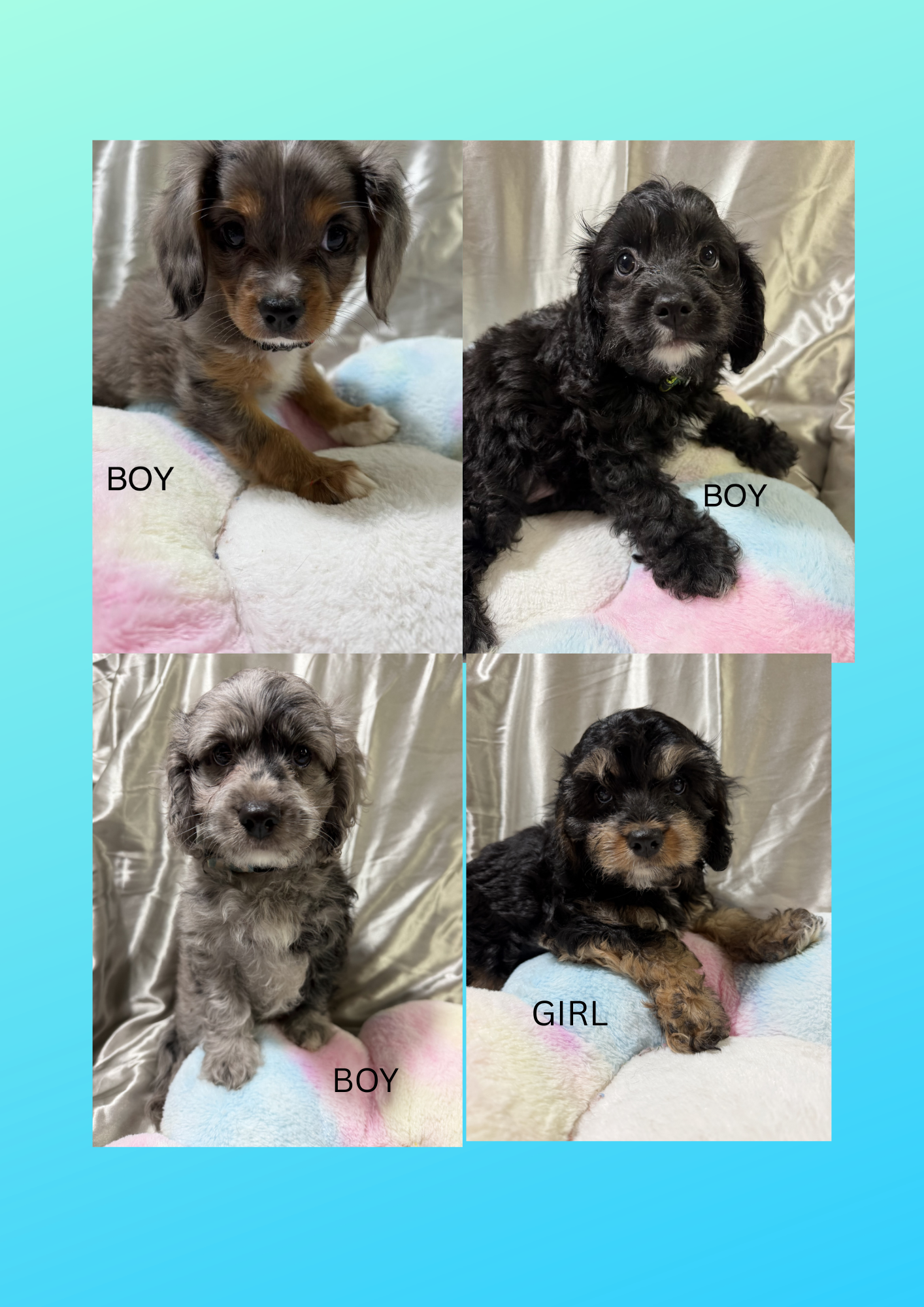 Cavoodle – Bolton Point