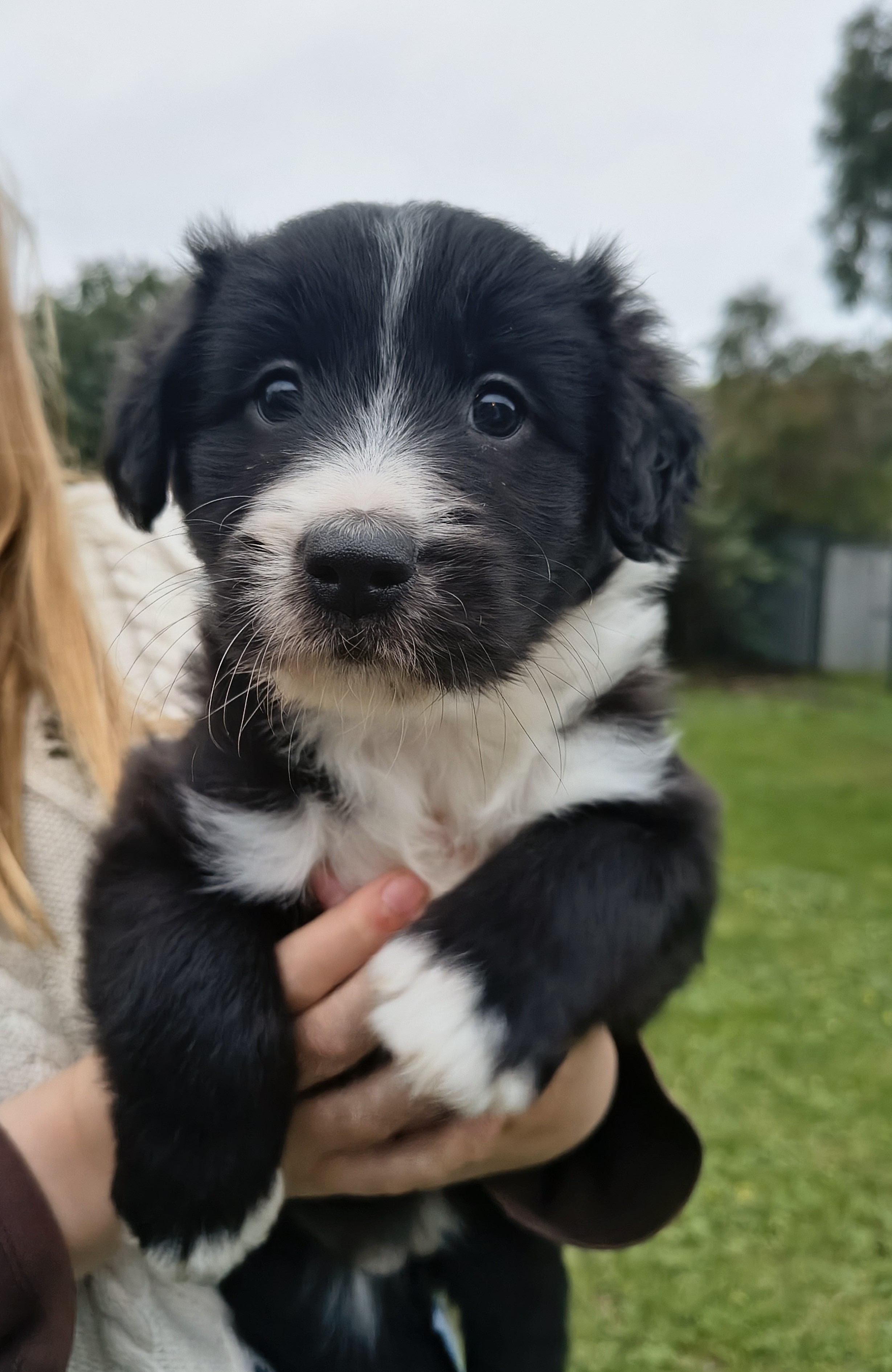 Bearded Collie – Naracoorte