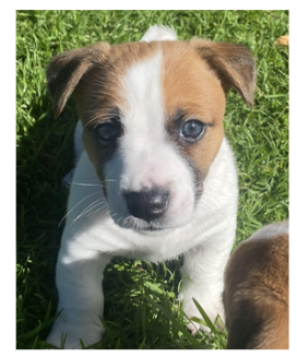 Jack Russell – Narrabri