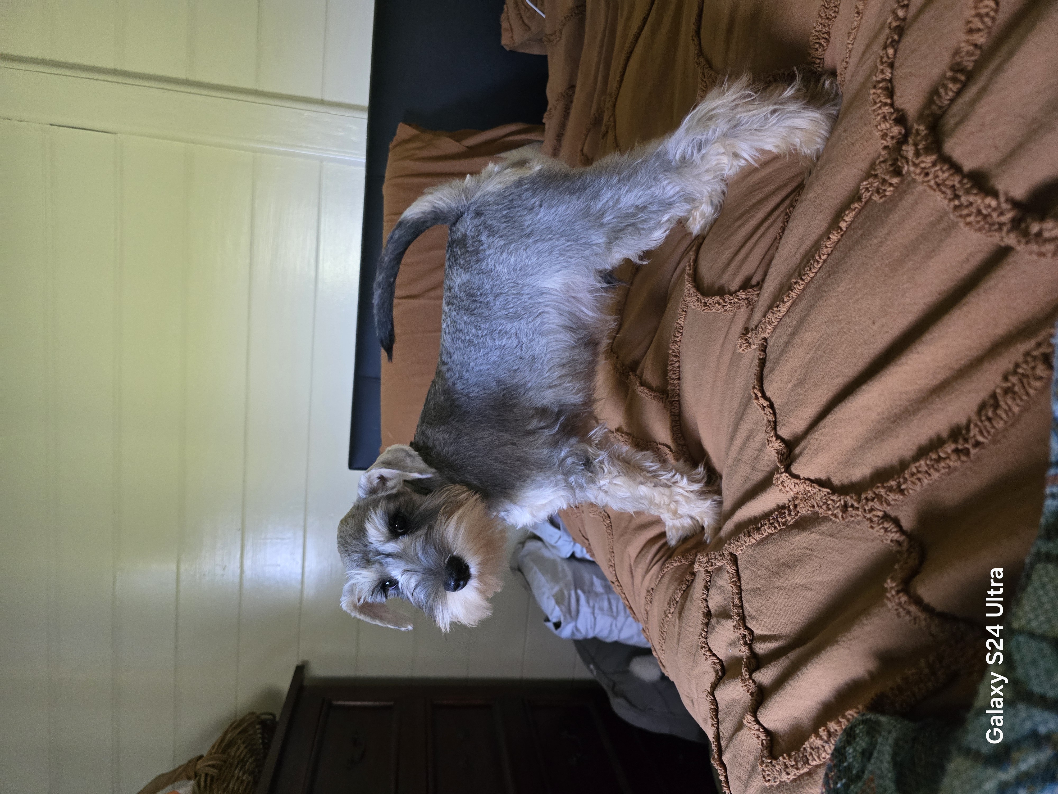 Schnauzer (Miniature) – Wollongbar