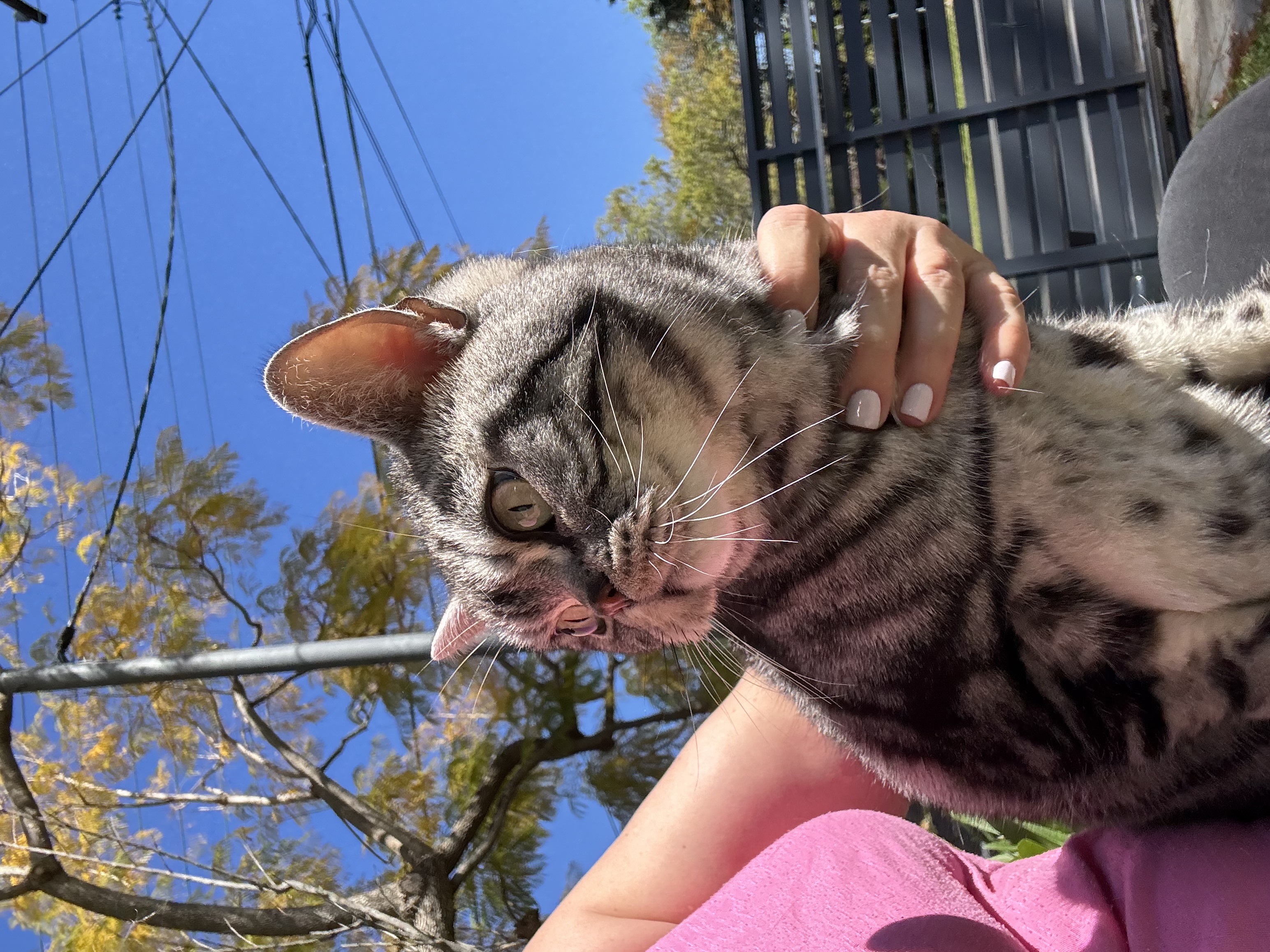 American Shorthair – St Ives