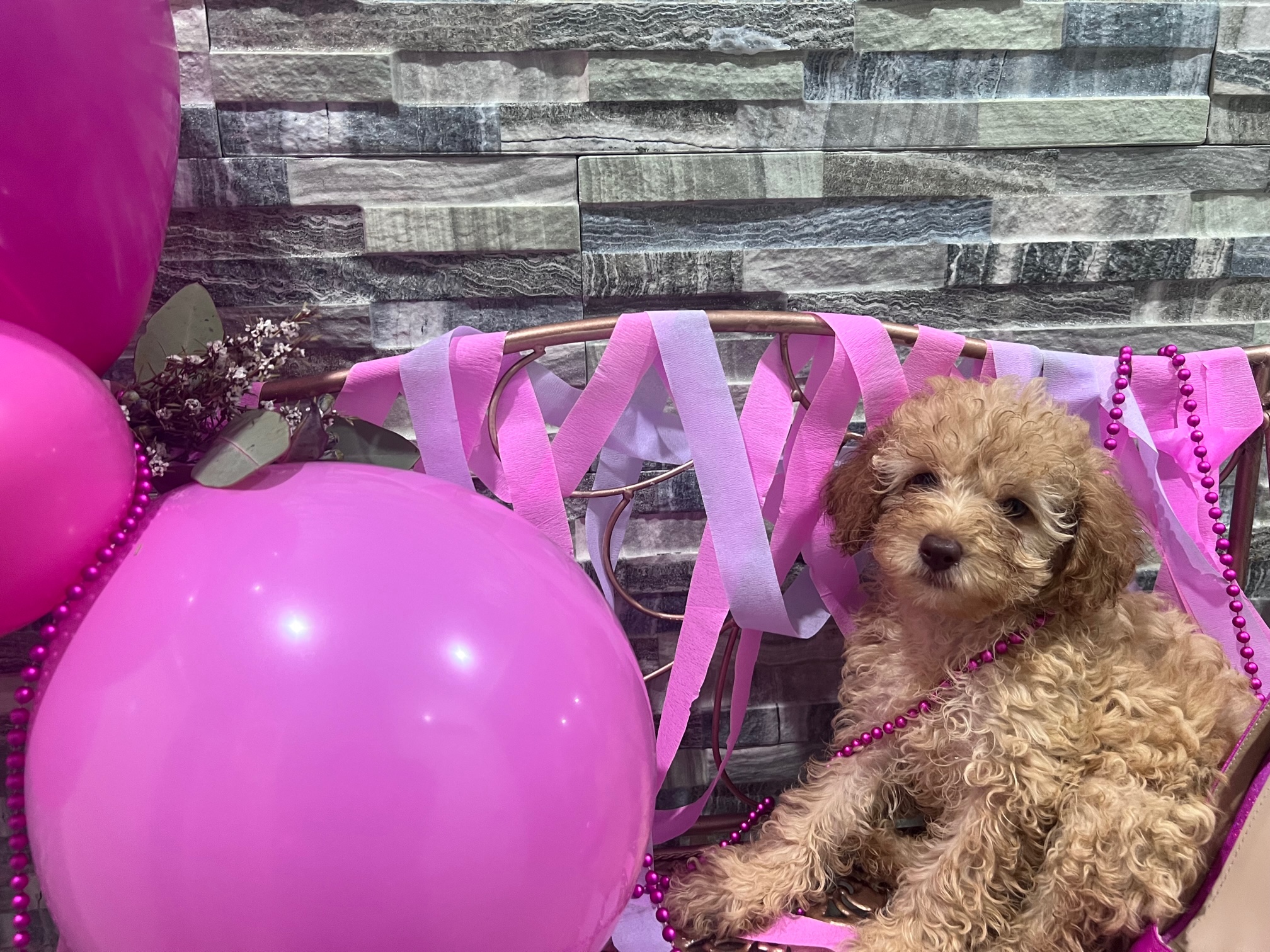 Toy poodle x cavoodle ready for a Happy New Year .