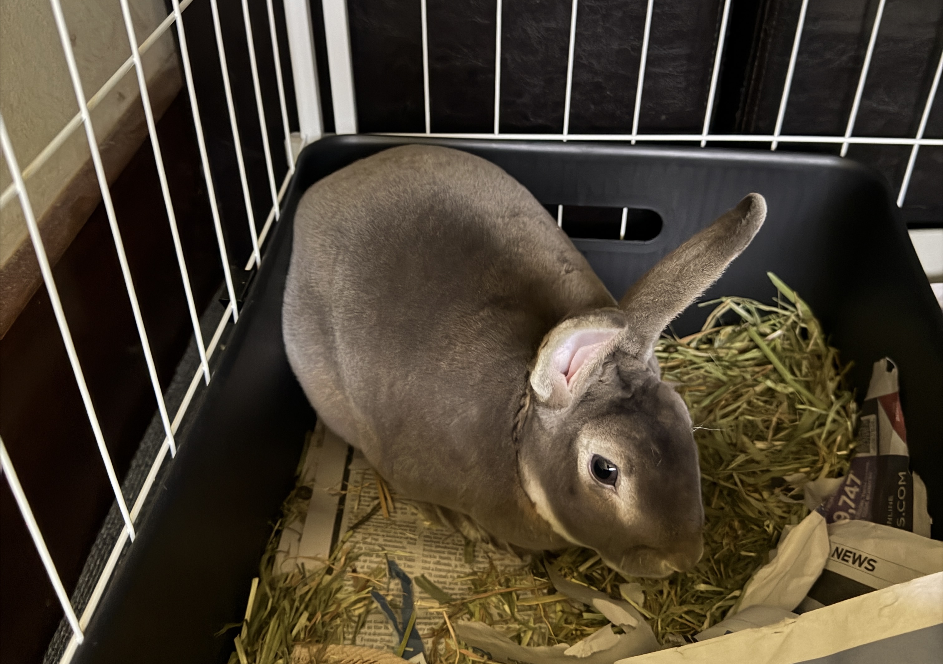 Rabbit – Castle Hill