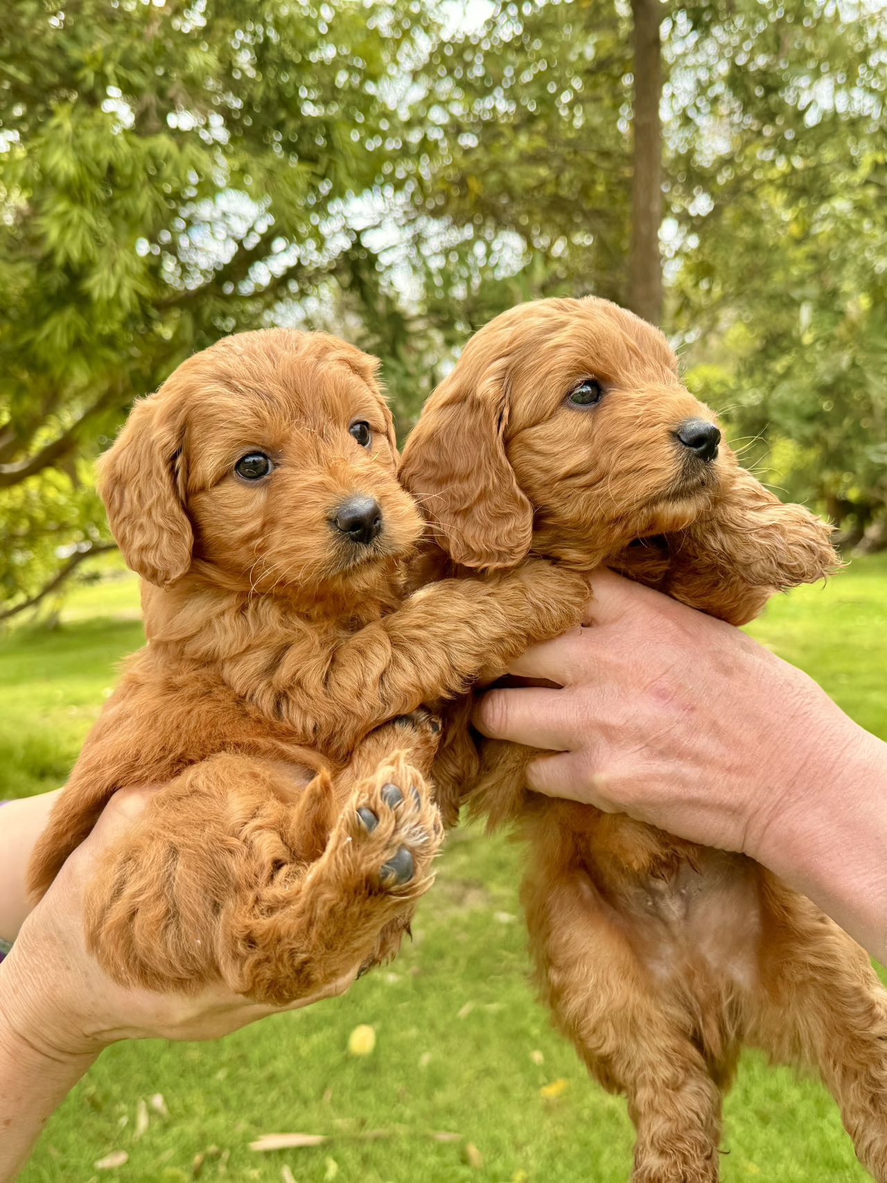 Groodle (Toy Mini size) puppies