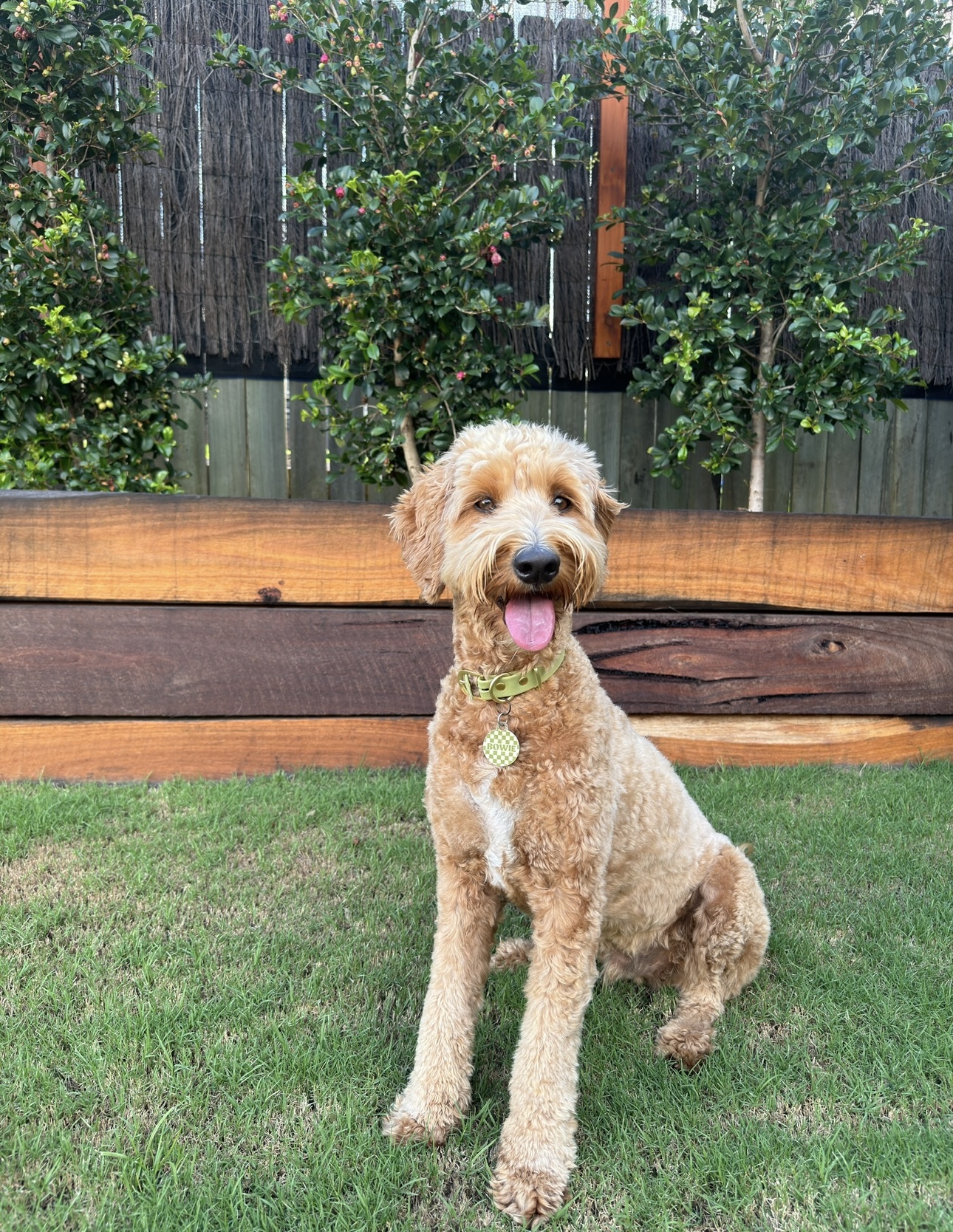 Groodle – Coffs Harbour