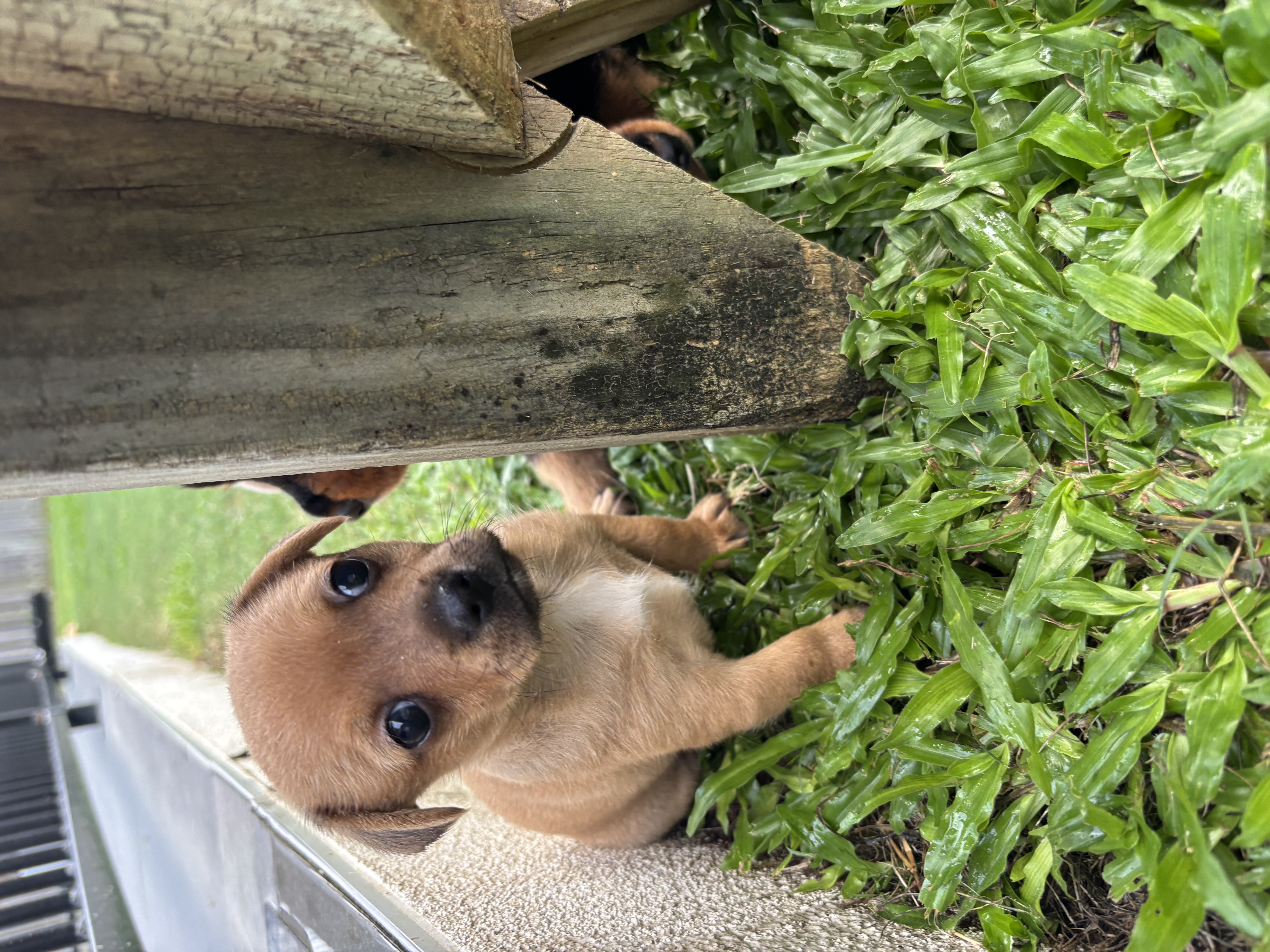 Chihuahua – Townsville City