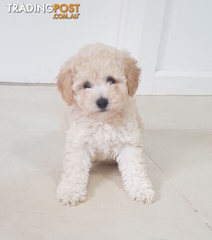 Toy Poodle – Knoxfield