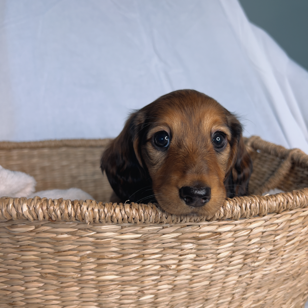 Mini Longhaired Dachshund Puppies