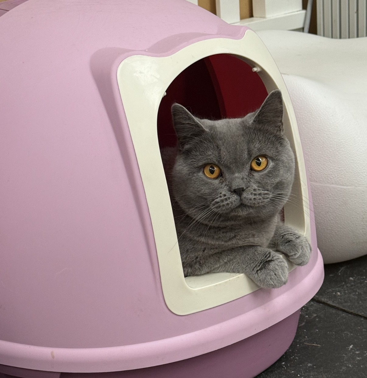 British Shorthair – Stuart Mill