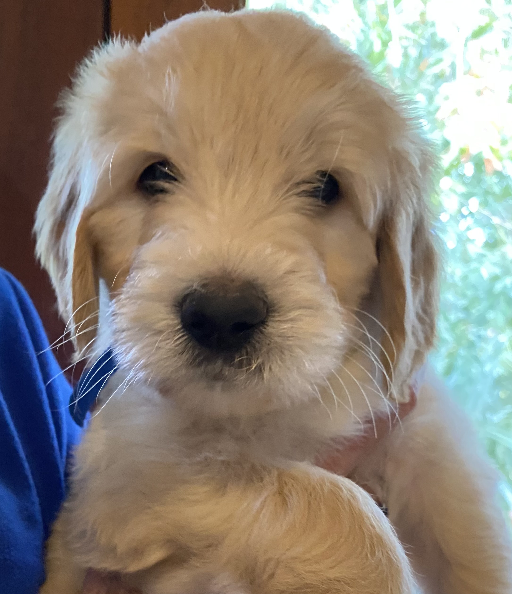 Goldendoodle – Ferny Hills