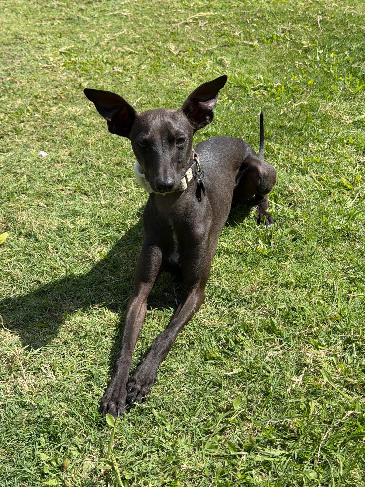 Italian Greyhound – Karina