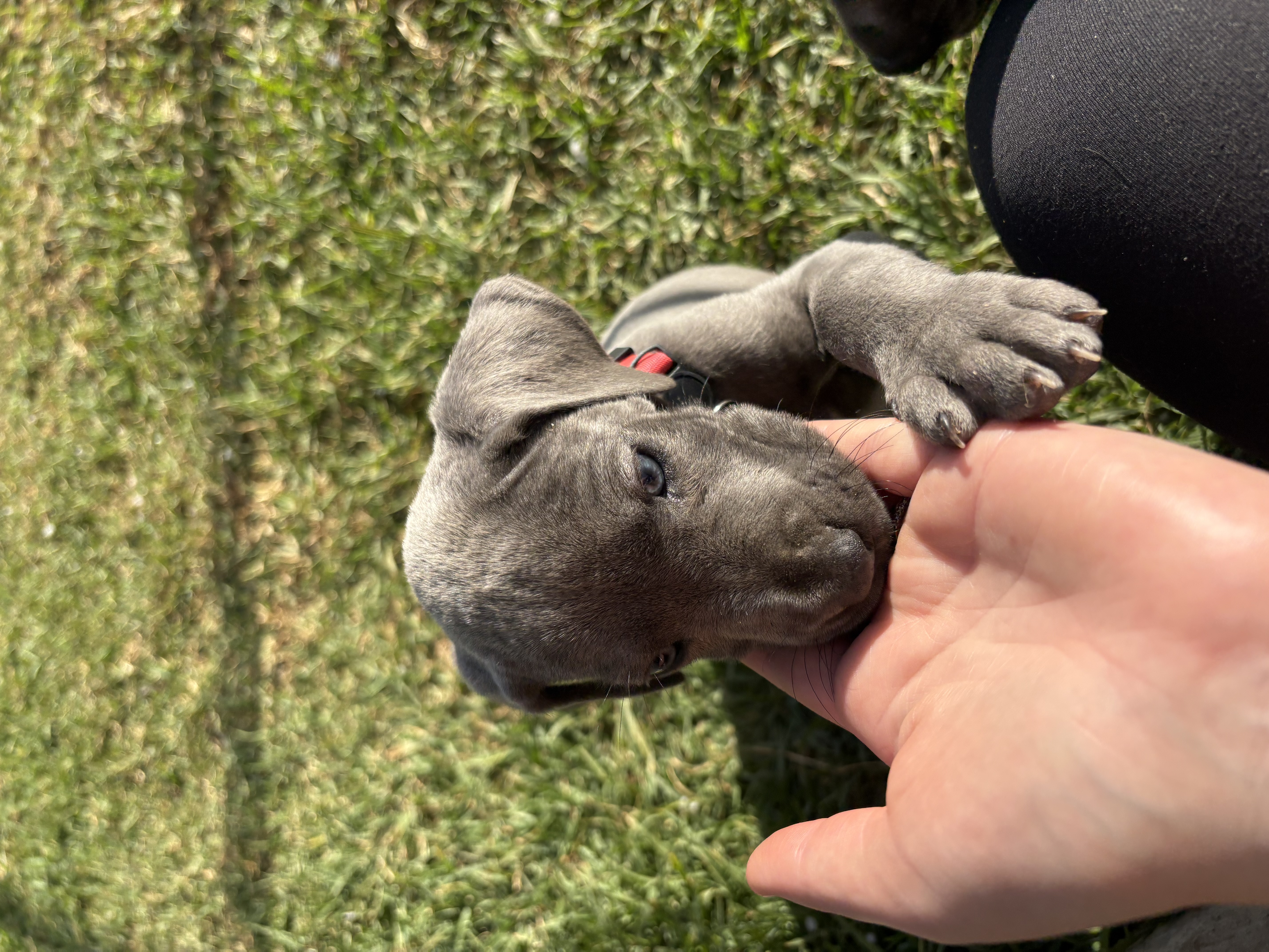 Great Dane – Tori Herbert