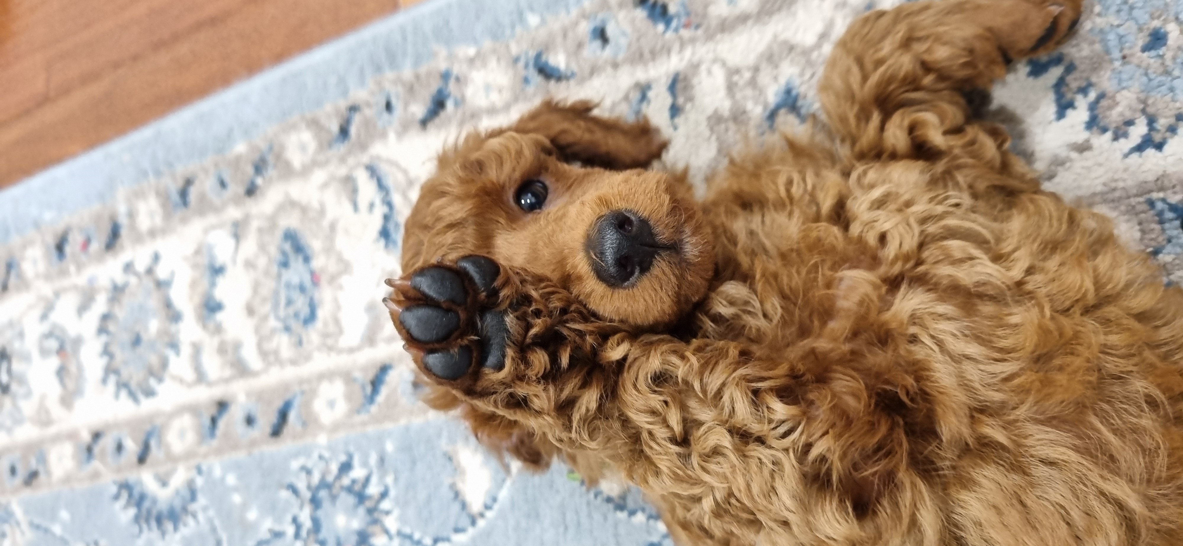 Toy Poodle – Emu Plains