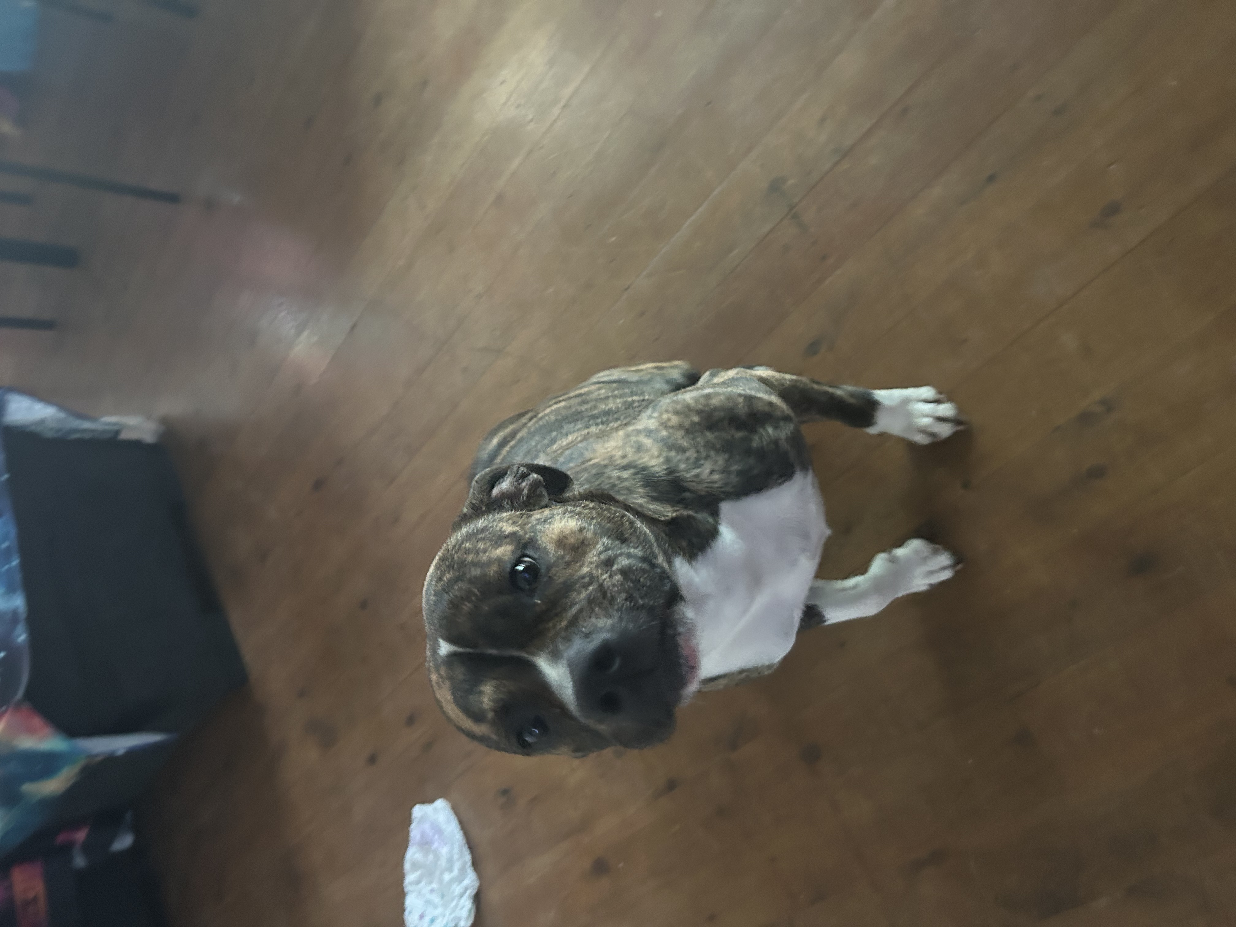 Staffordshire Bull Terrier - Rochedale South