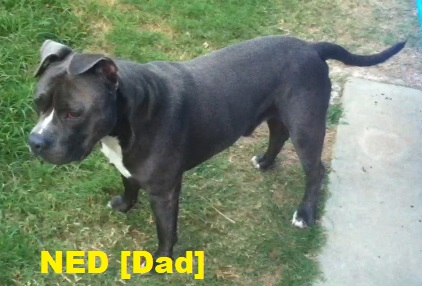 American Staffordshire Pups 4 Sale-Purebred. Only 4 left