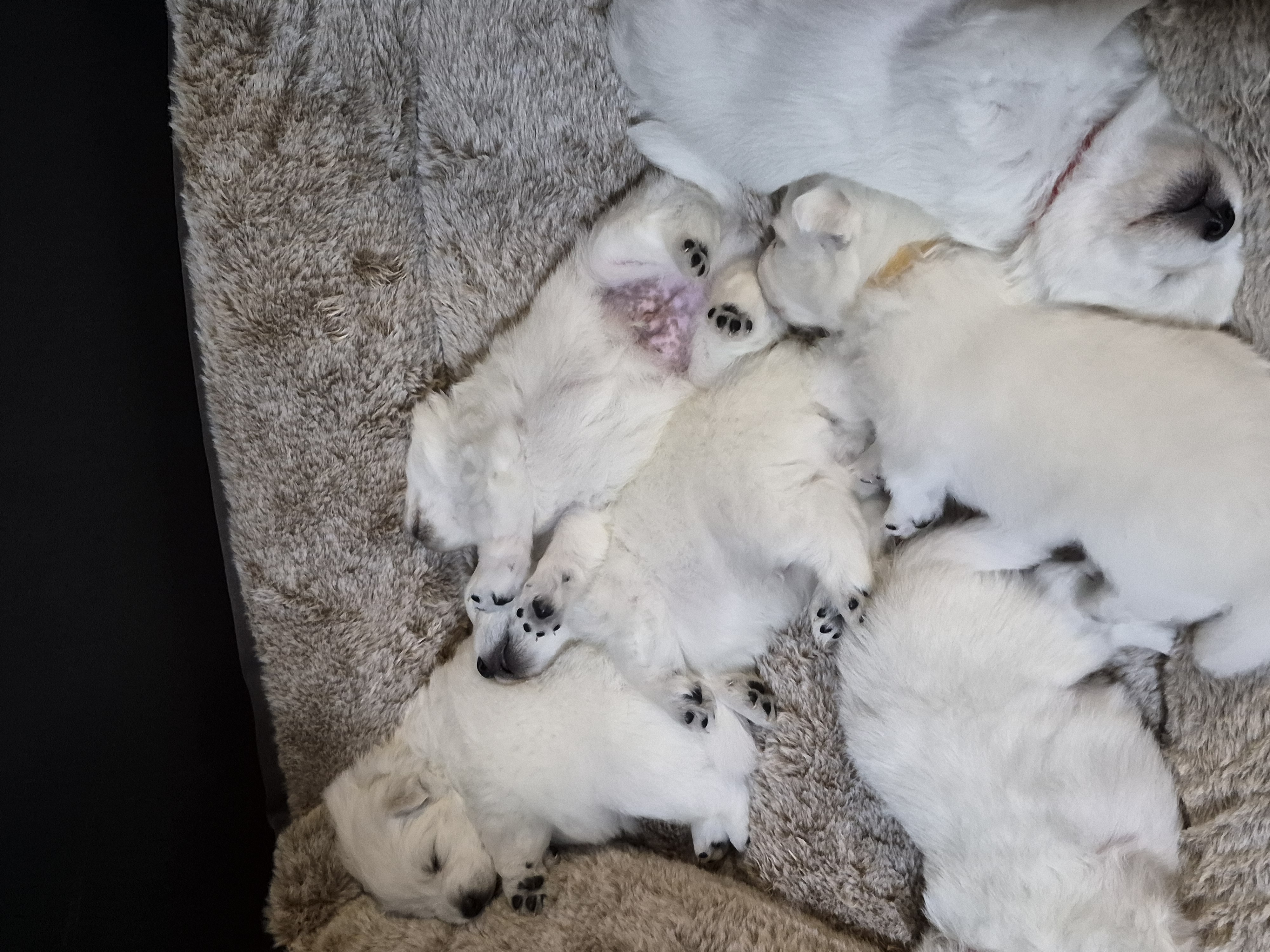 Japanese Spitz – Kippa-Ring