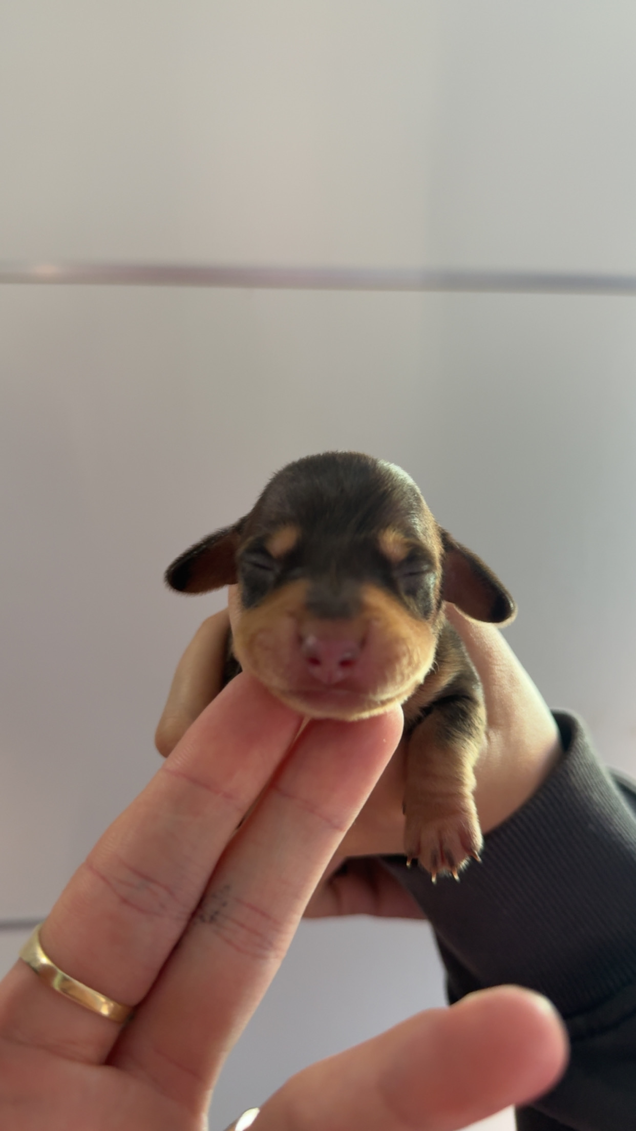 Miniature Dachshund – Oxley Park