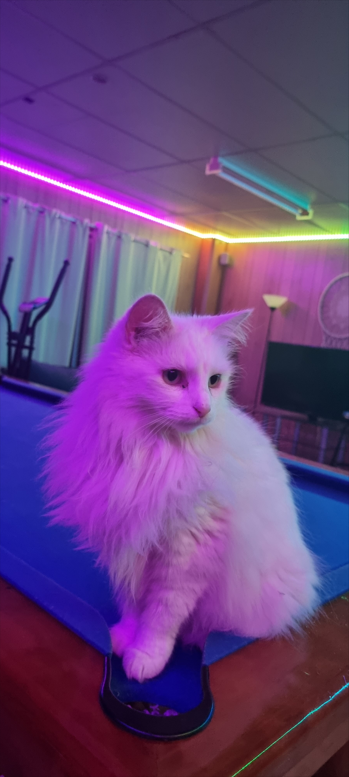 Turkish Angora – Coorparoo