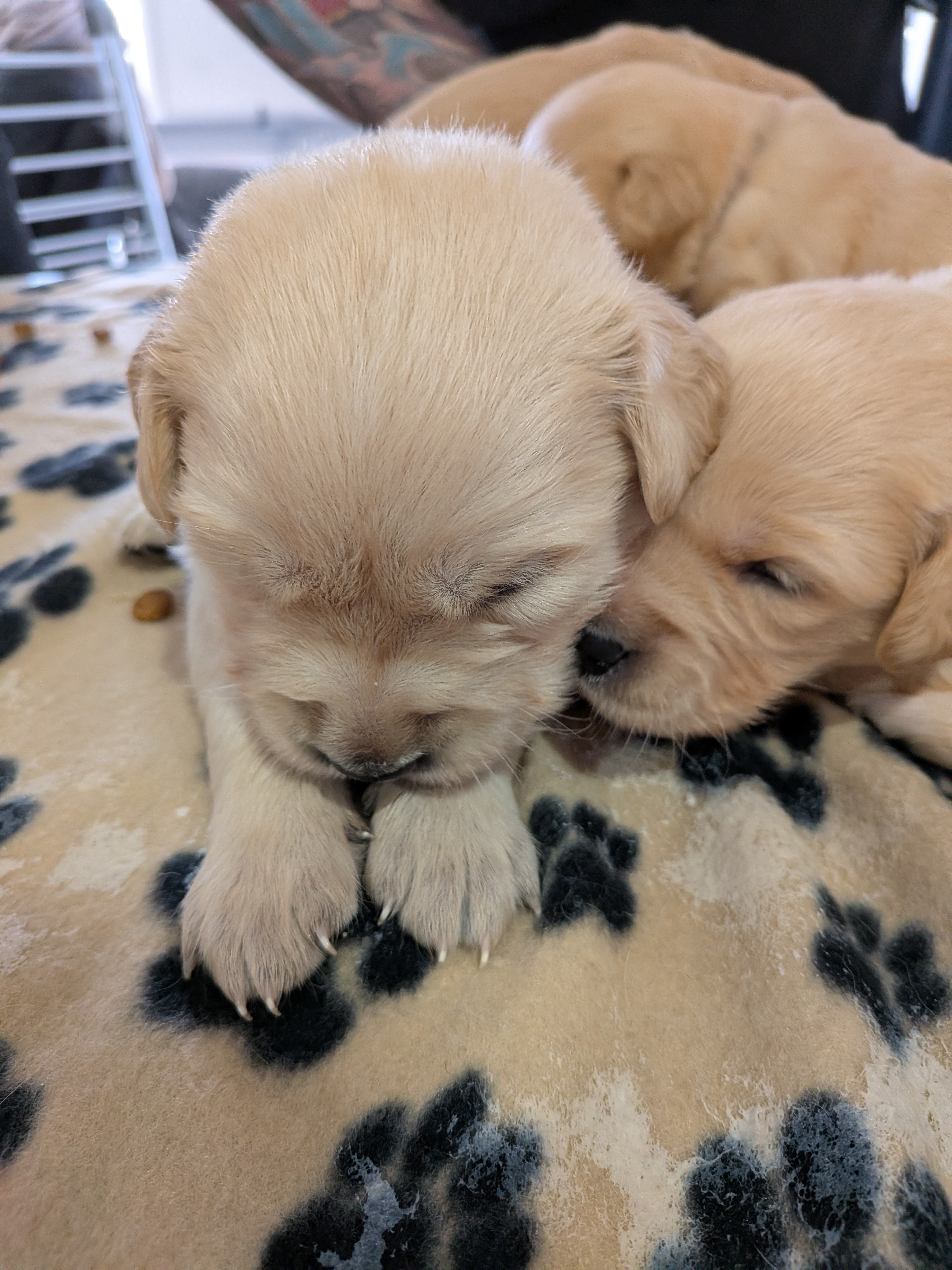 Golden Retriever – Mildura