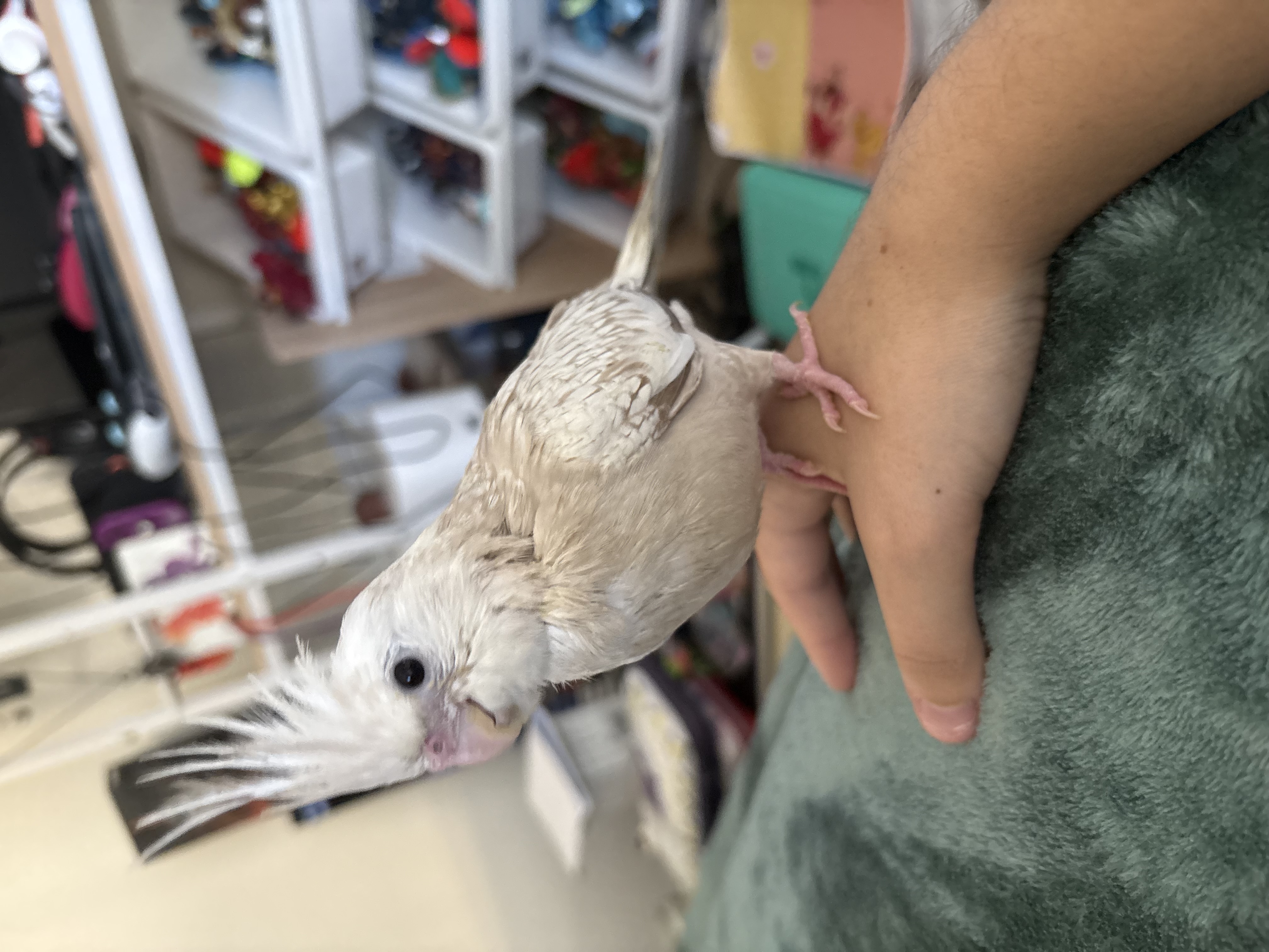 Cockatiel – Ripley