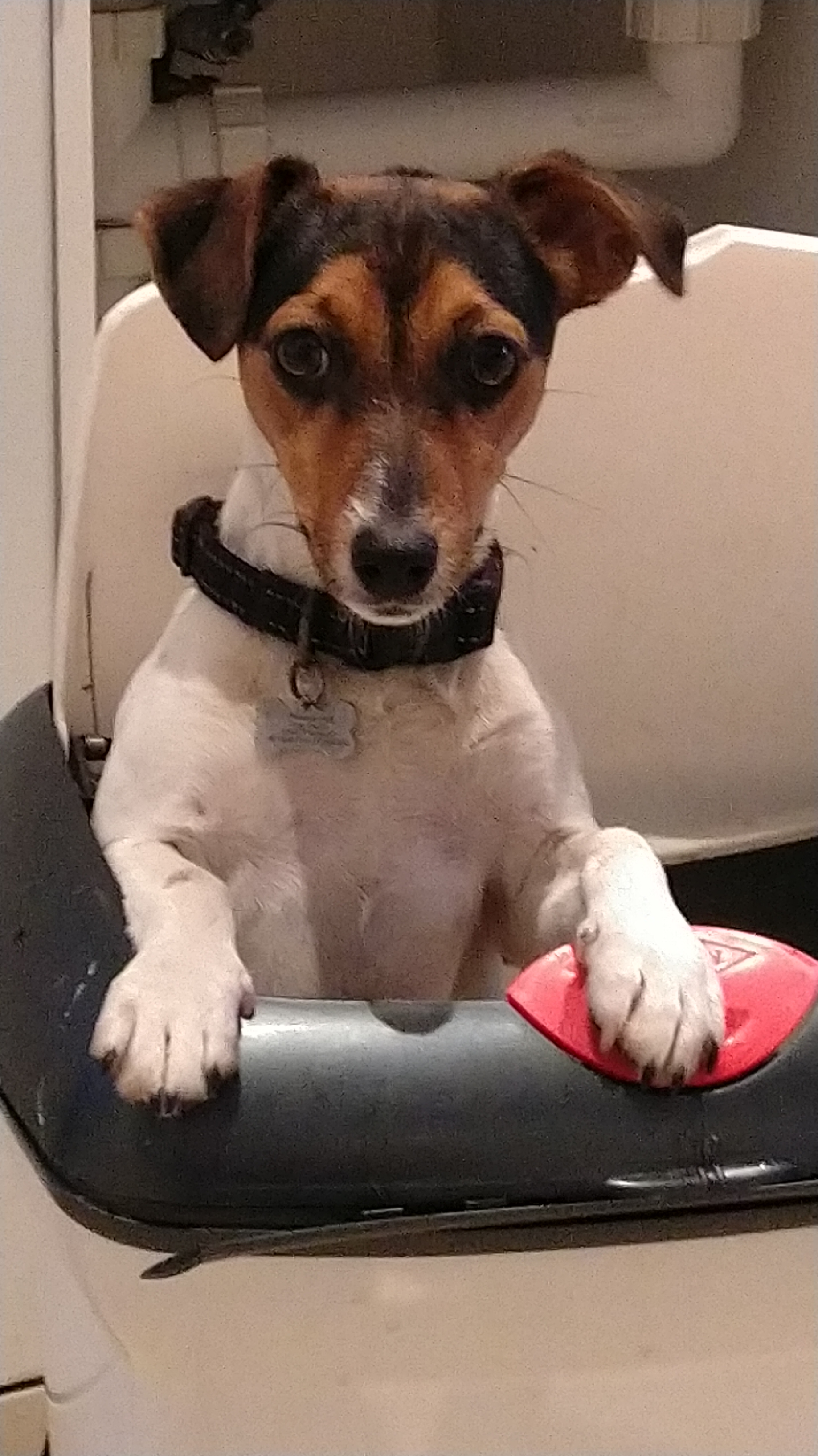 Jack Russell – Hornsby