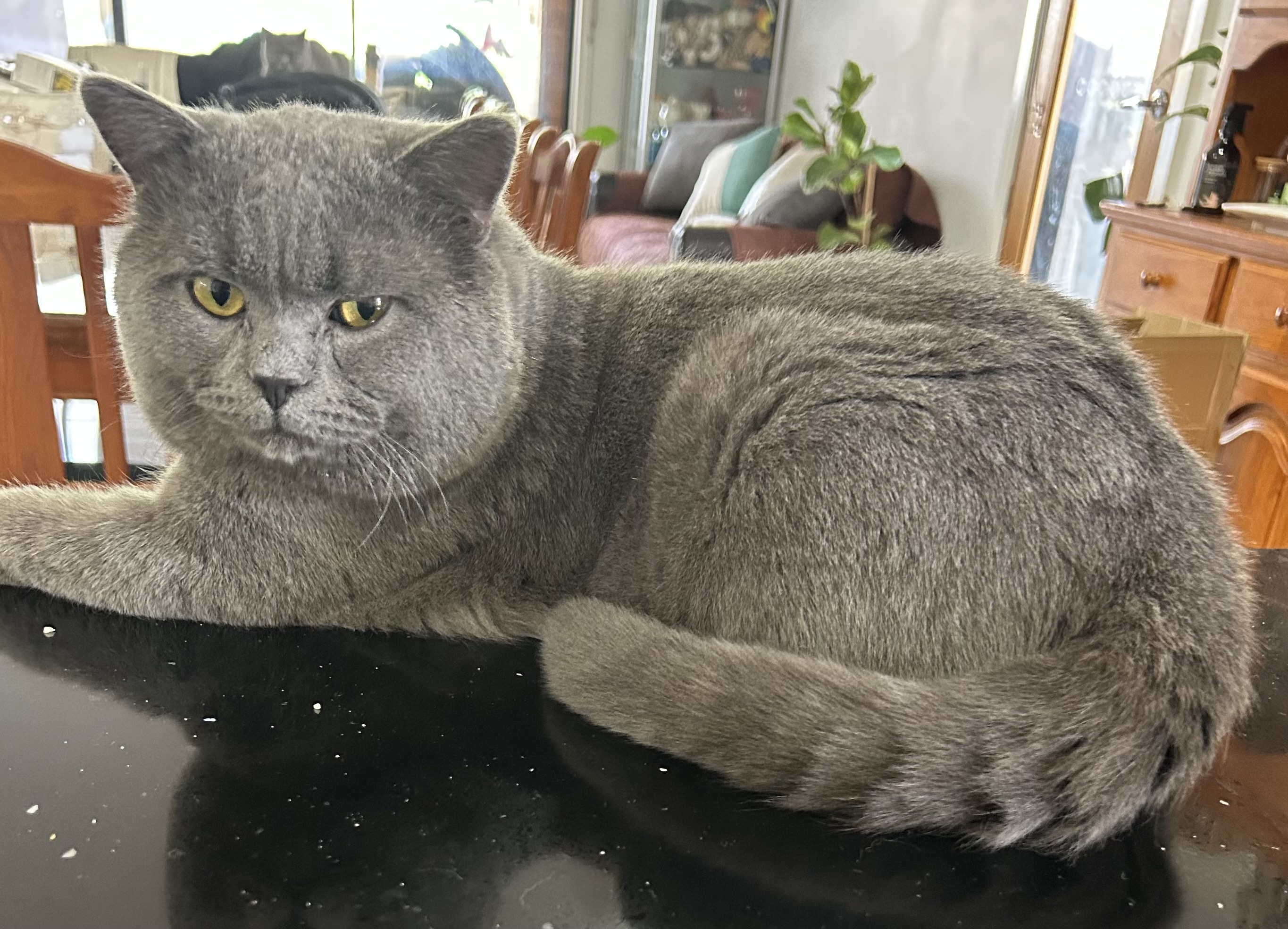 British Shorthair – Harkness